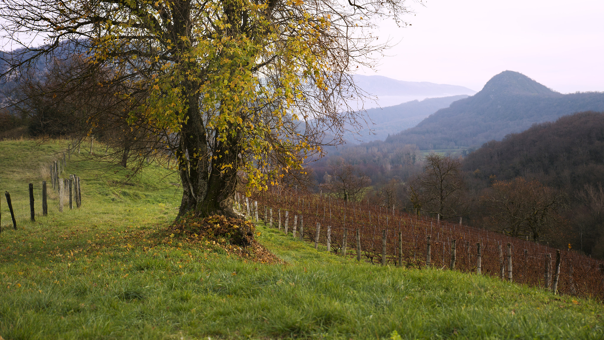 Nikon Df sample photo. The yellow tree photography
