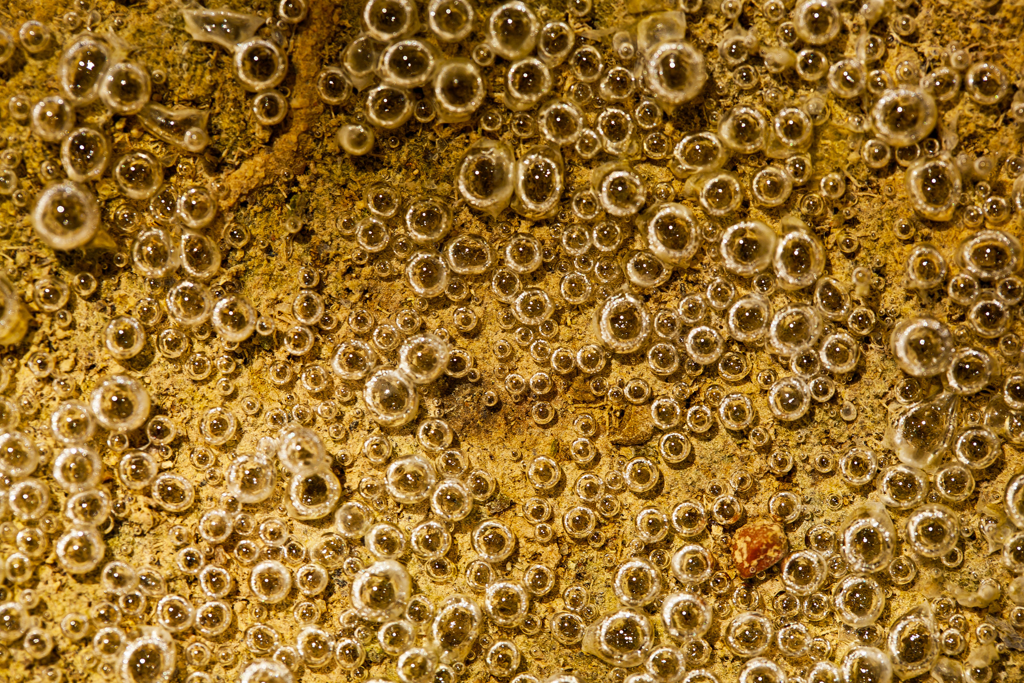 Canon EF 100mm F2.8 Macro USM sample photo. Bubbles photography