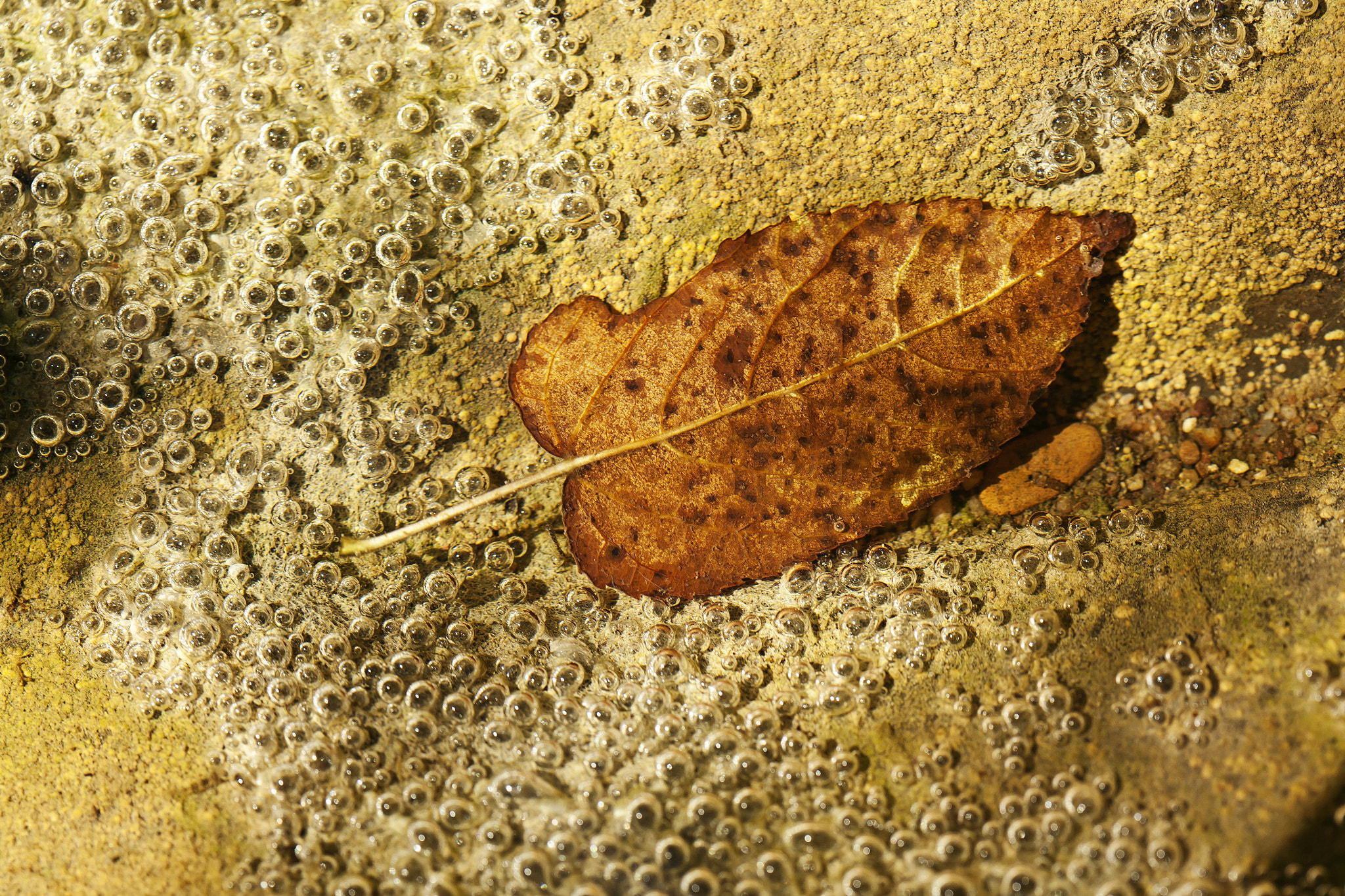 Canon EF 100mm F2.8 Macro USM sample photo. Fall photography