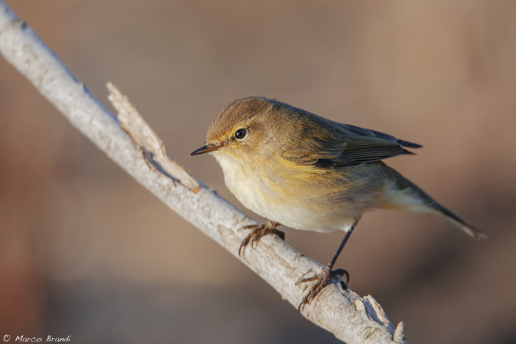 Sigma 150-600mm F5-6.3 DG OS HSM | S sample photo. Lui piccolo - chiffchaff photography