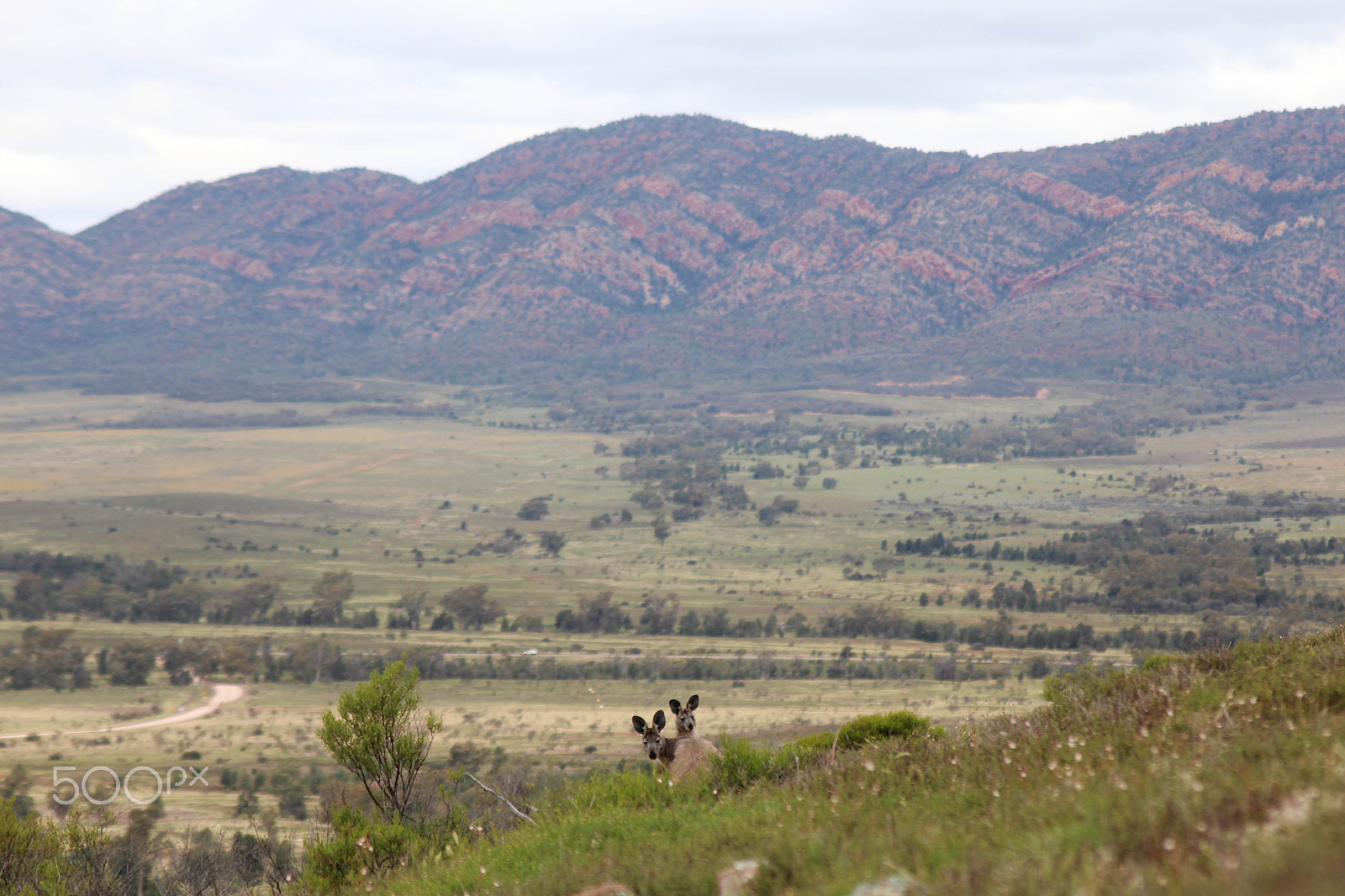 Sigma 70-300mm F4-5.6 APO DG Macro sample photo. 2 roos on the hill photography