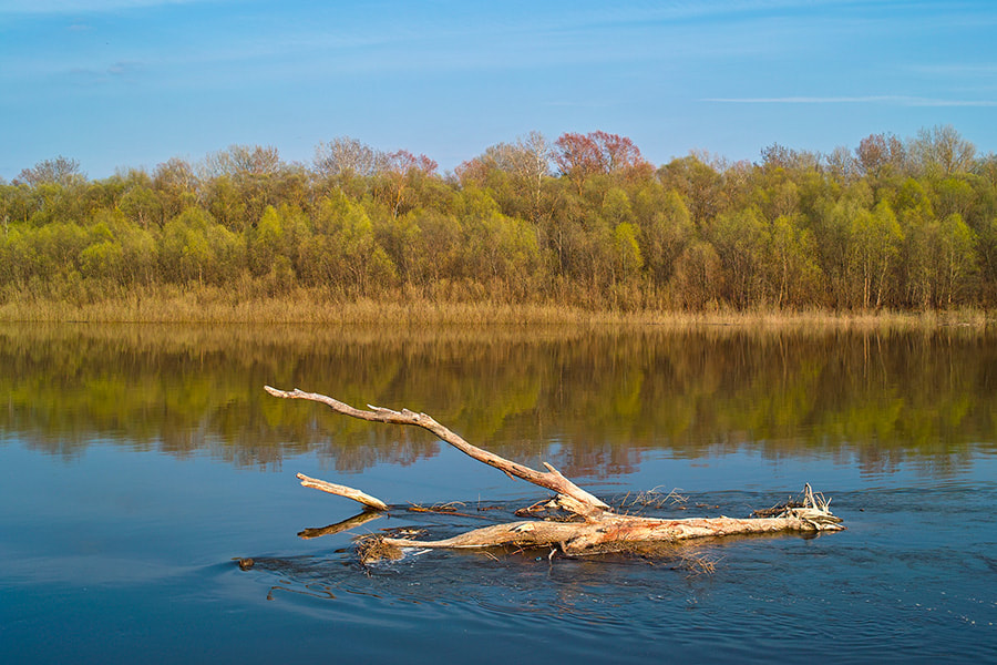 Sigma DP2 sample photo. Springtime on desna river. photography