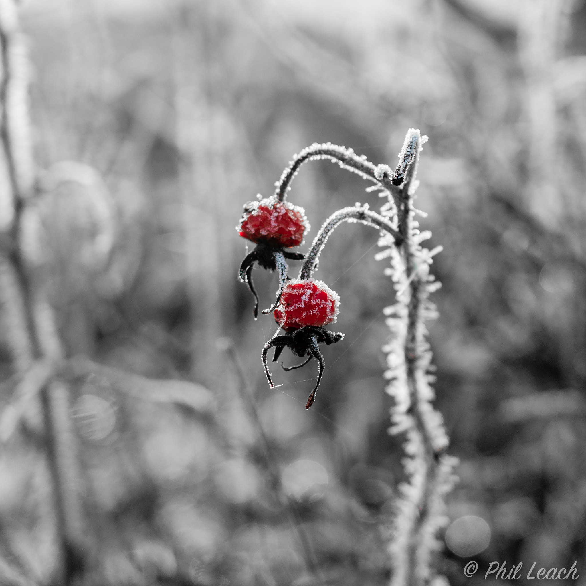 Nikon AF-S DX Micro Nikkor 40mm F2.8 sample photo. Desaturated frosty rose hip photography
