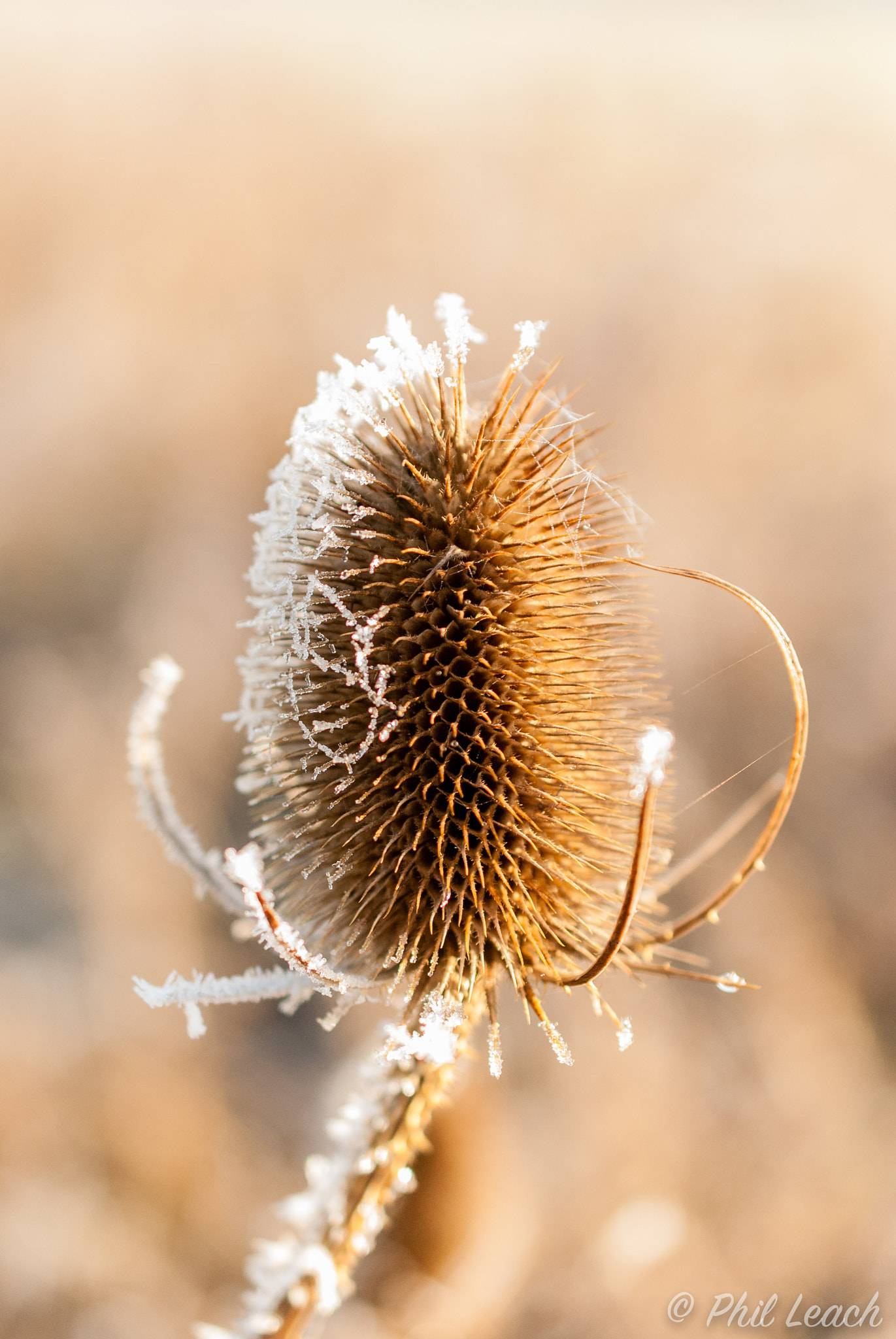 Nikon AF-S DX Micro Nikkor 40mm F2.8 sample photo. Teasel head photography