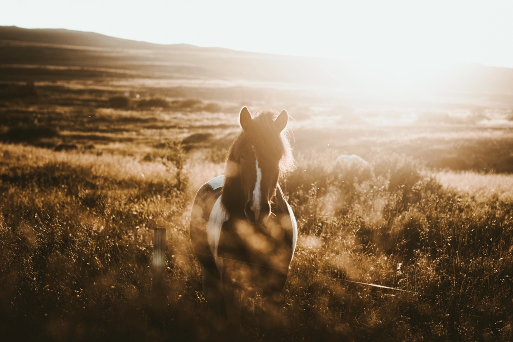 golden warmth by marina weishaupt on 500px.com