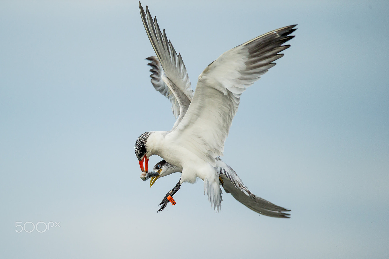 Canon EOS-1D X + Canon EF 600mm f/4L IS sample photo. Mid air tussle photography