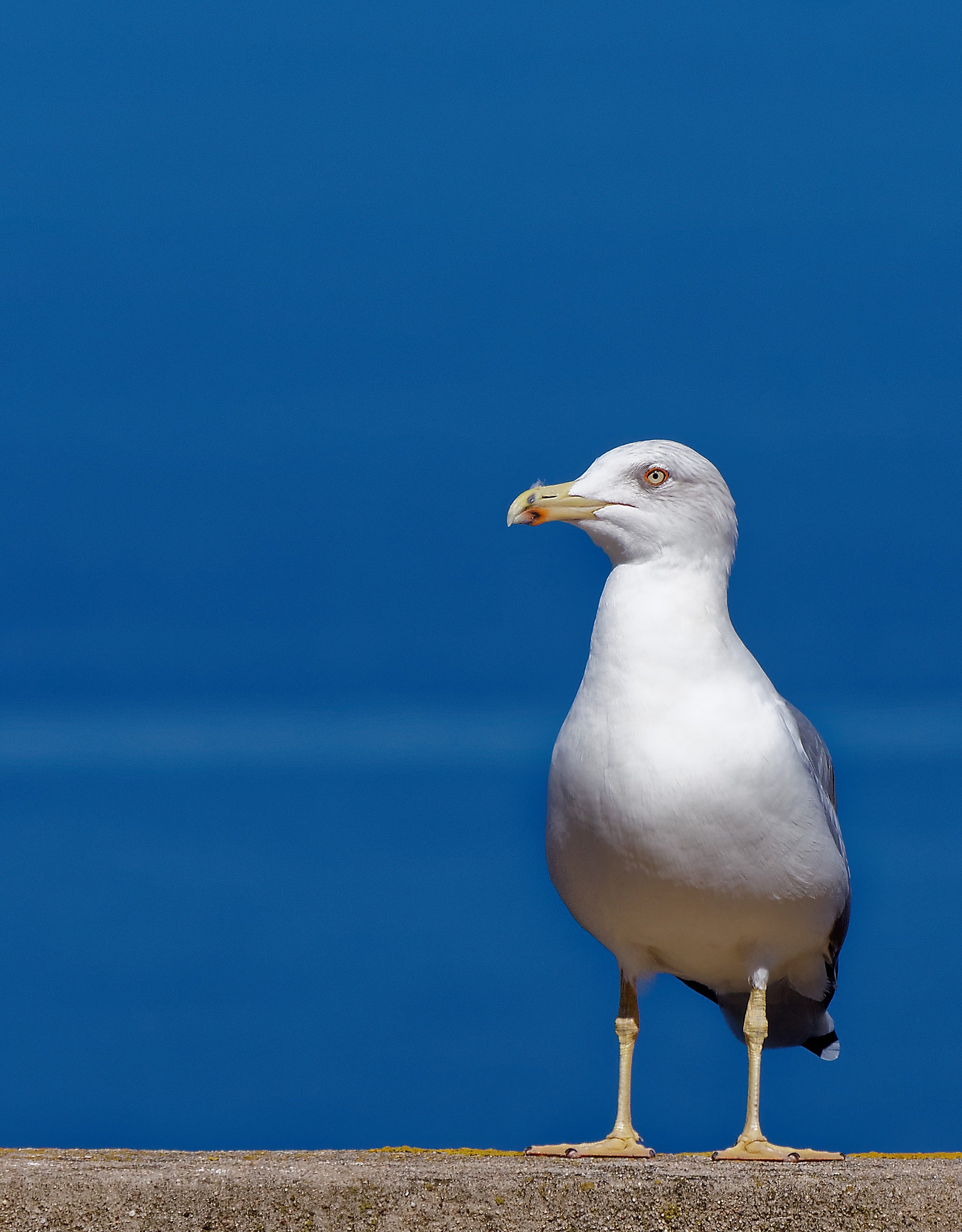 Panasonic Lumix DMC-GH4 + LEICA DG 100-400/F4.0-6.3 sample photo. P photography