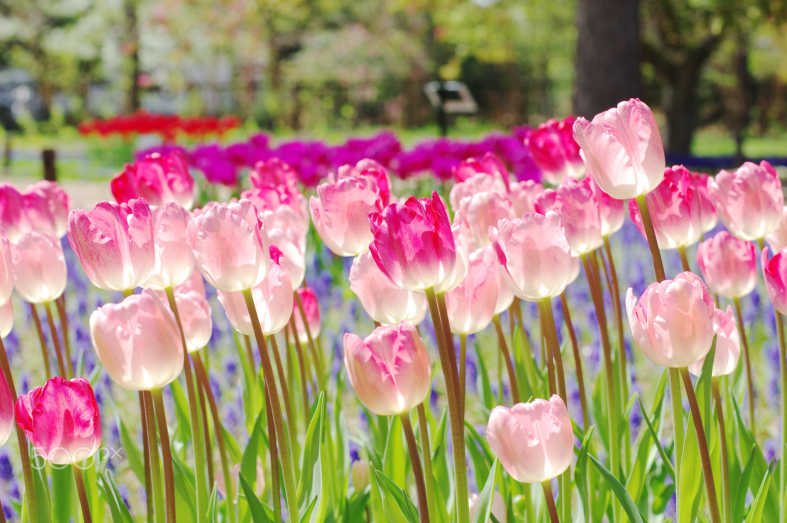 Pentax K-3 + Pentax smc DA* 55mm F1.4 SDM sample photo. Happy pink photography