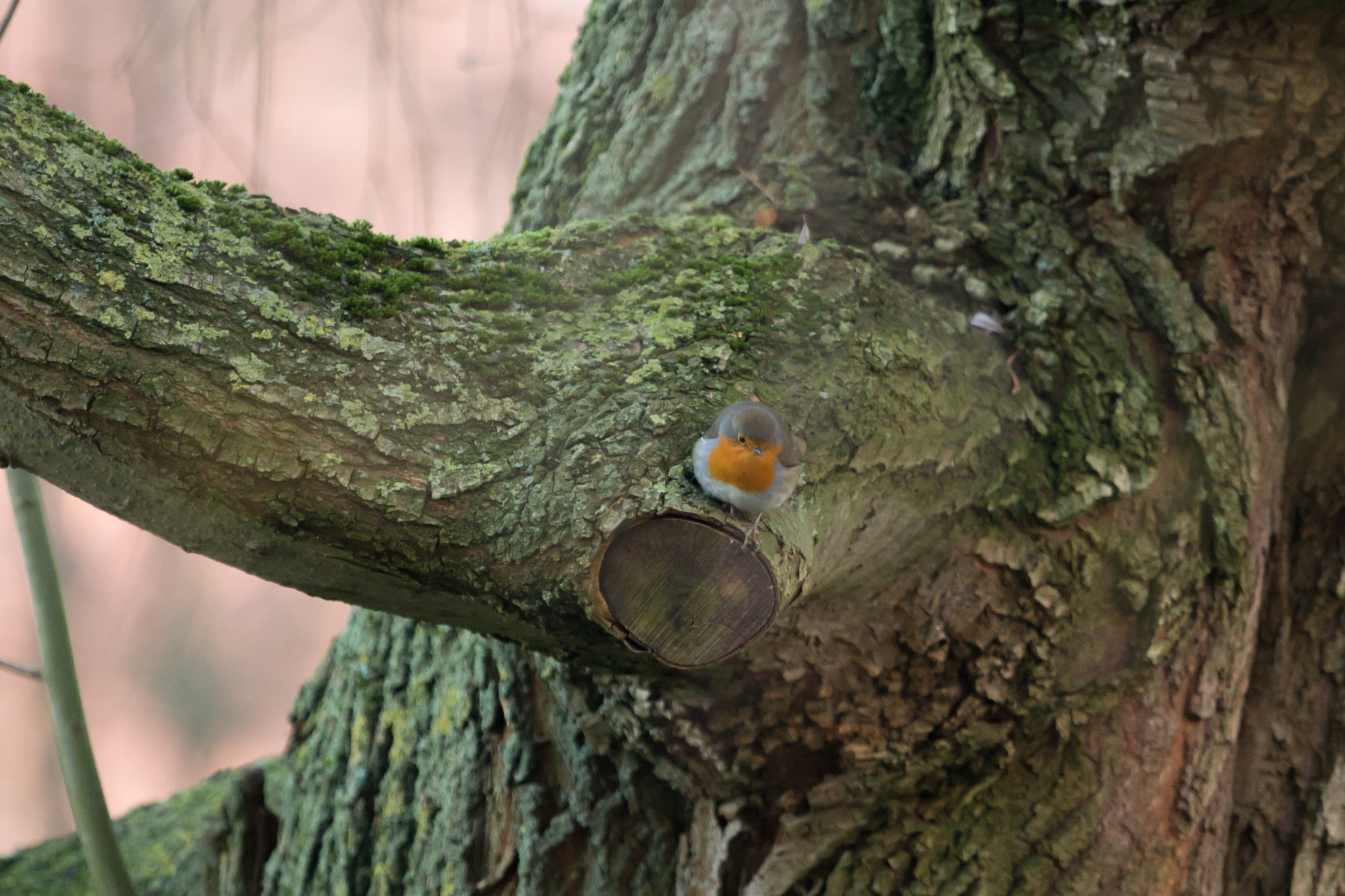 Canon EOS-1D Mark III sample photo. ... photography
