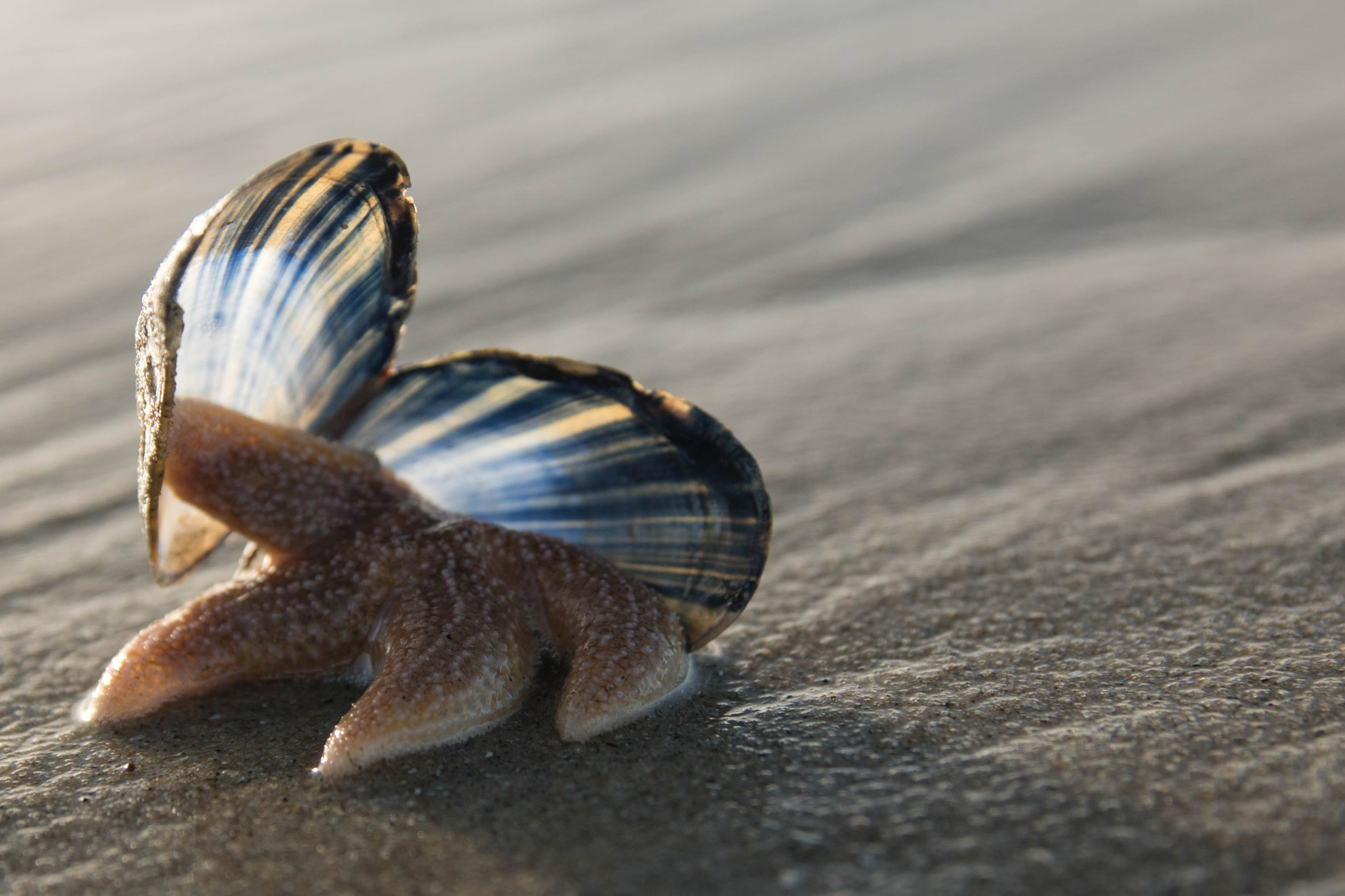 Sony ILCA-77M2 + 17-50mm F2.8 sample photo. Starfish in a shell photography