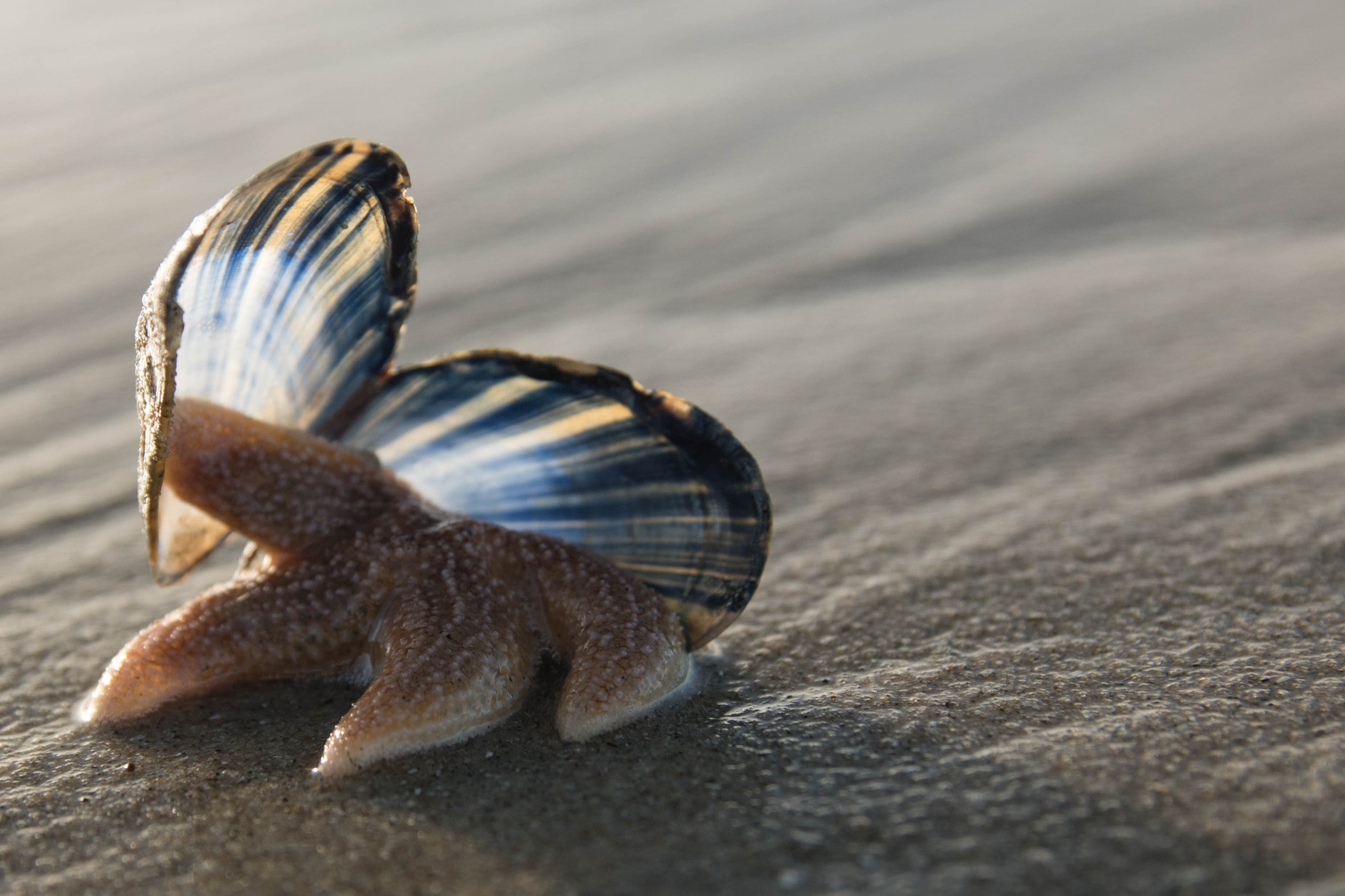 Sony ILCA-77M2 sample photo. Starfish in a shell photography