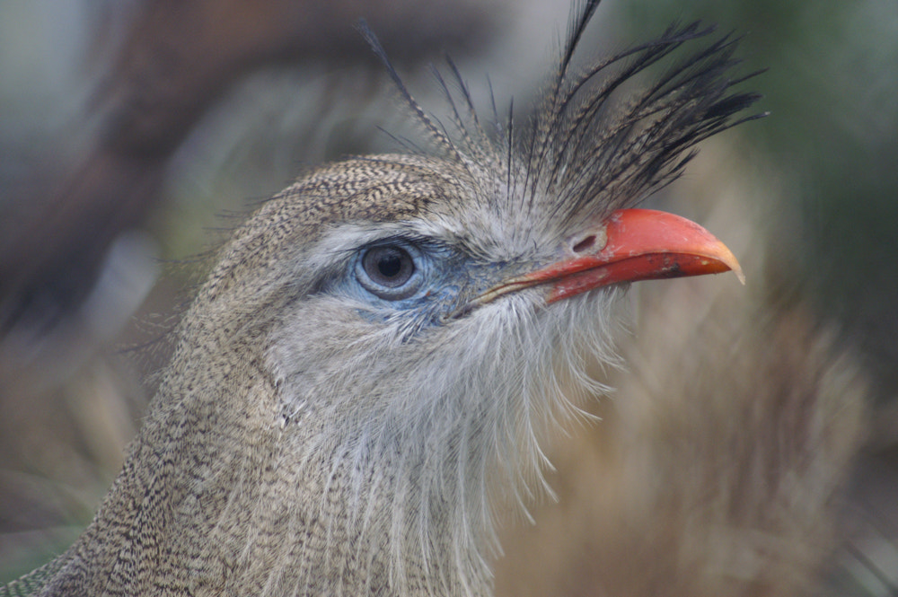 KONICA MINOLTA DYNAX 5D sample photo. Nice bird photography