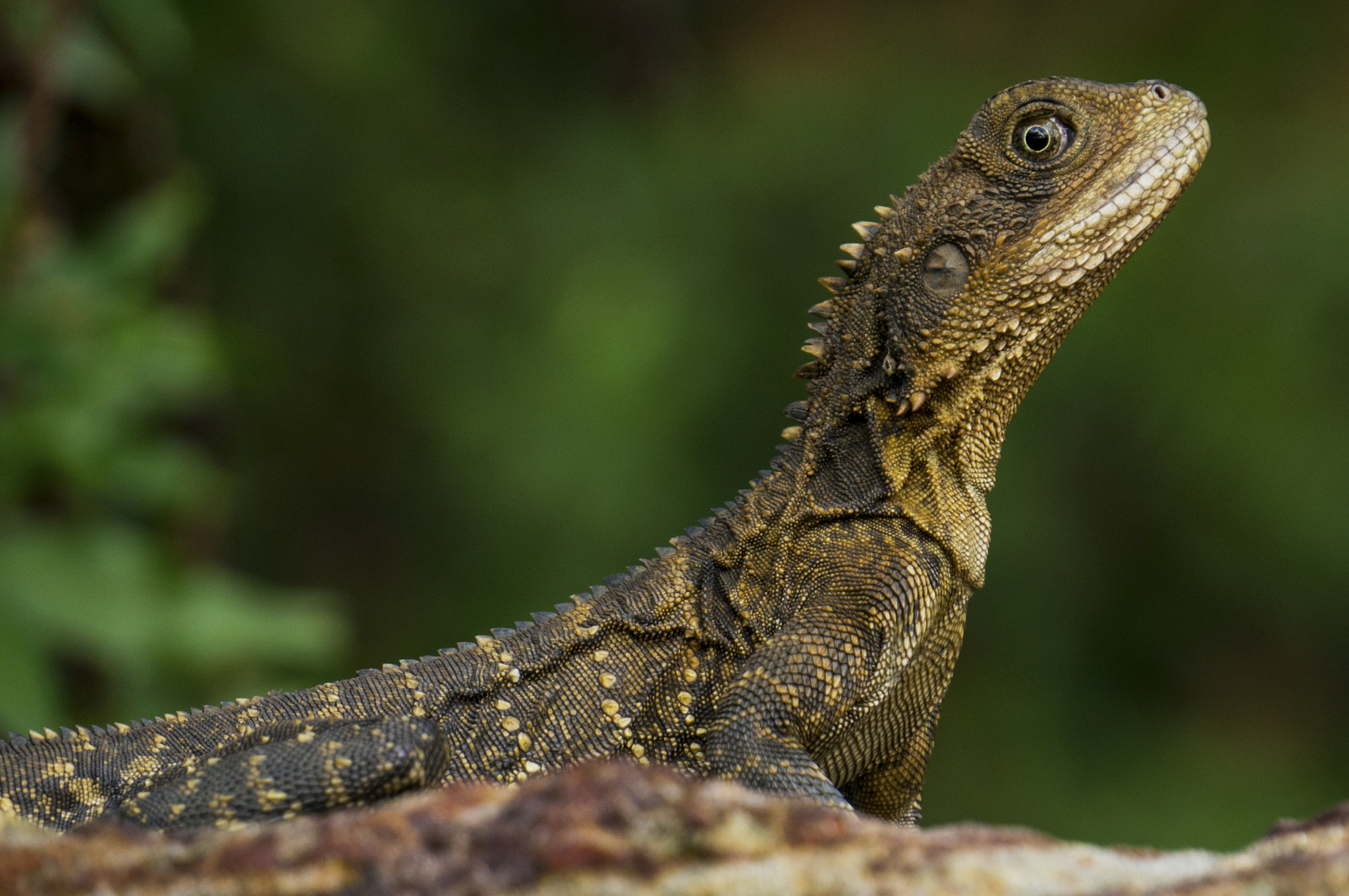 Sony E 18-200mm F3.5-6.3 OSS sample photo. Local lizard 4 photography