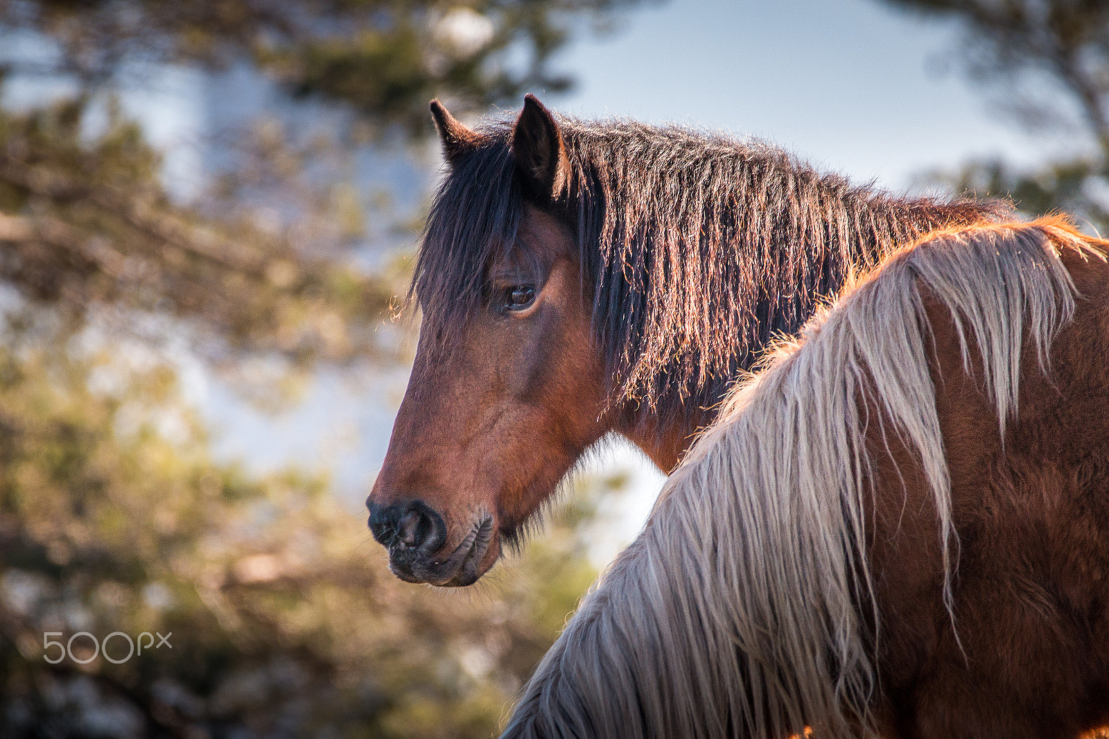 150-600mm F5-6.3 DG OS HSM | Contemporary 015 sample photo. Horses in nature photography