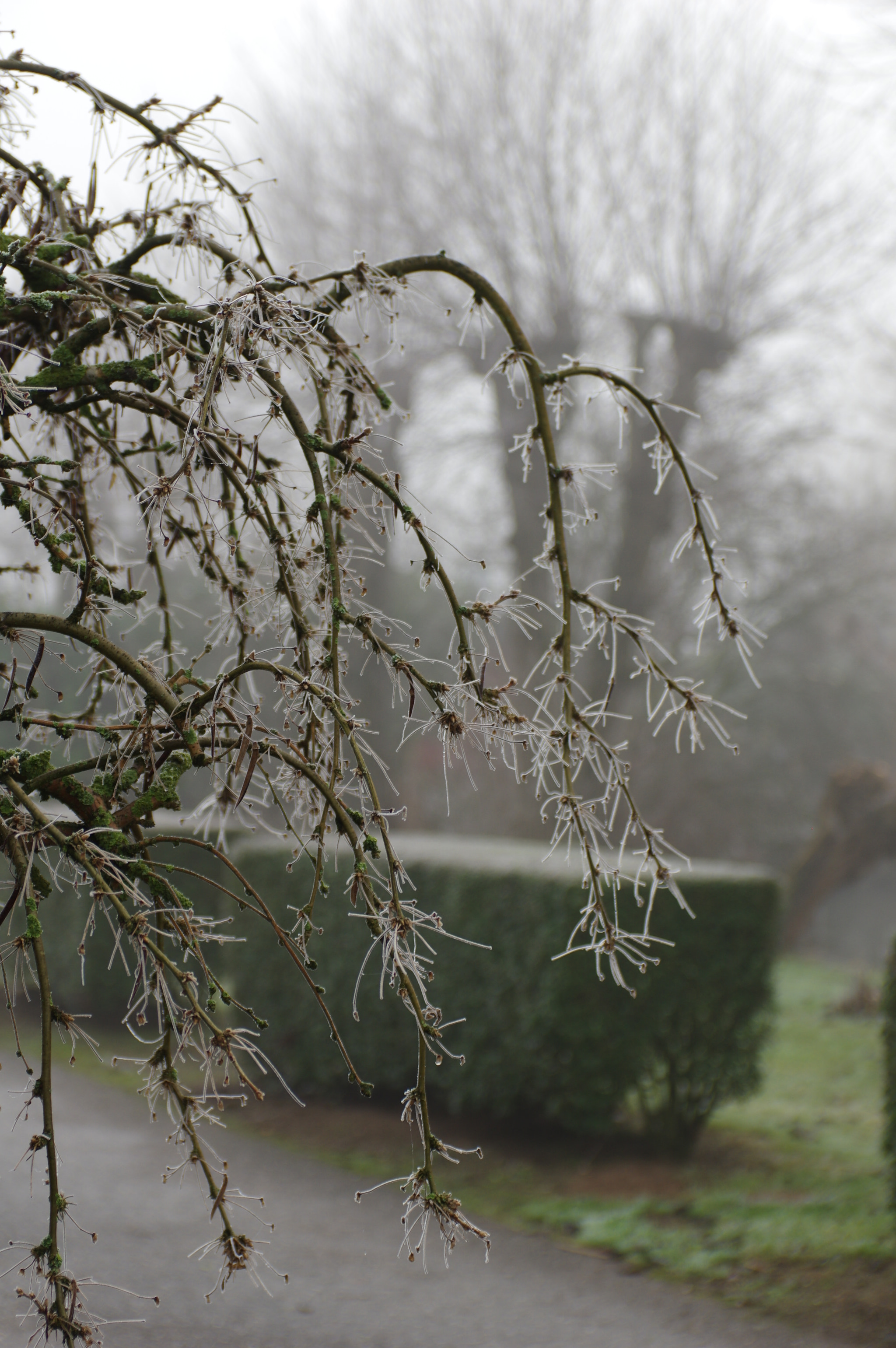 Pentax smc DA 17-70mm F4.0 AL (IF) SDM sample photo. Frozen photography