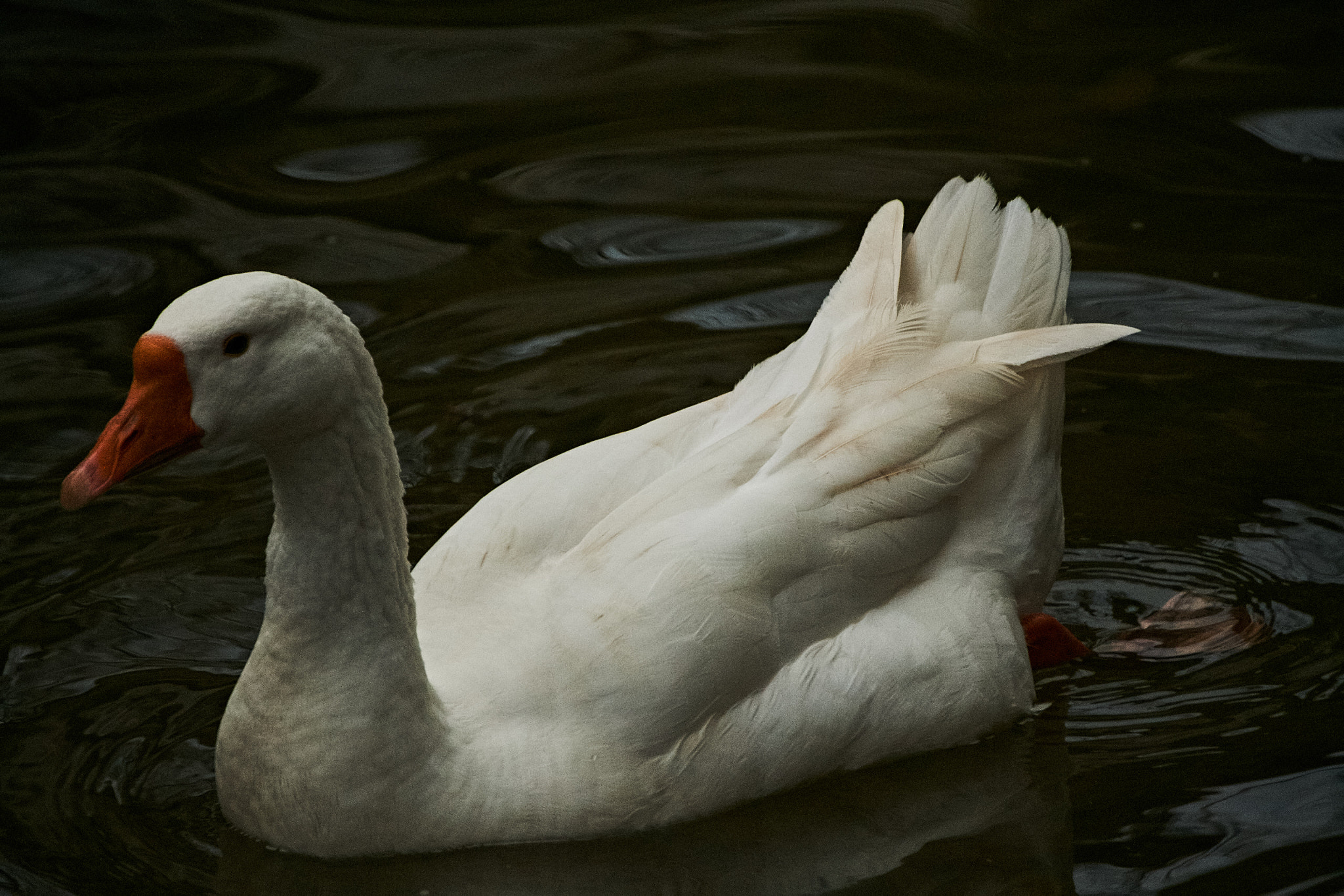 Canon EF-S 55-250mm F4-5.6 IS sample photo. Goose photography