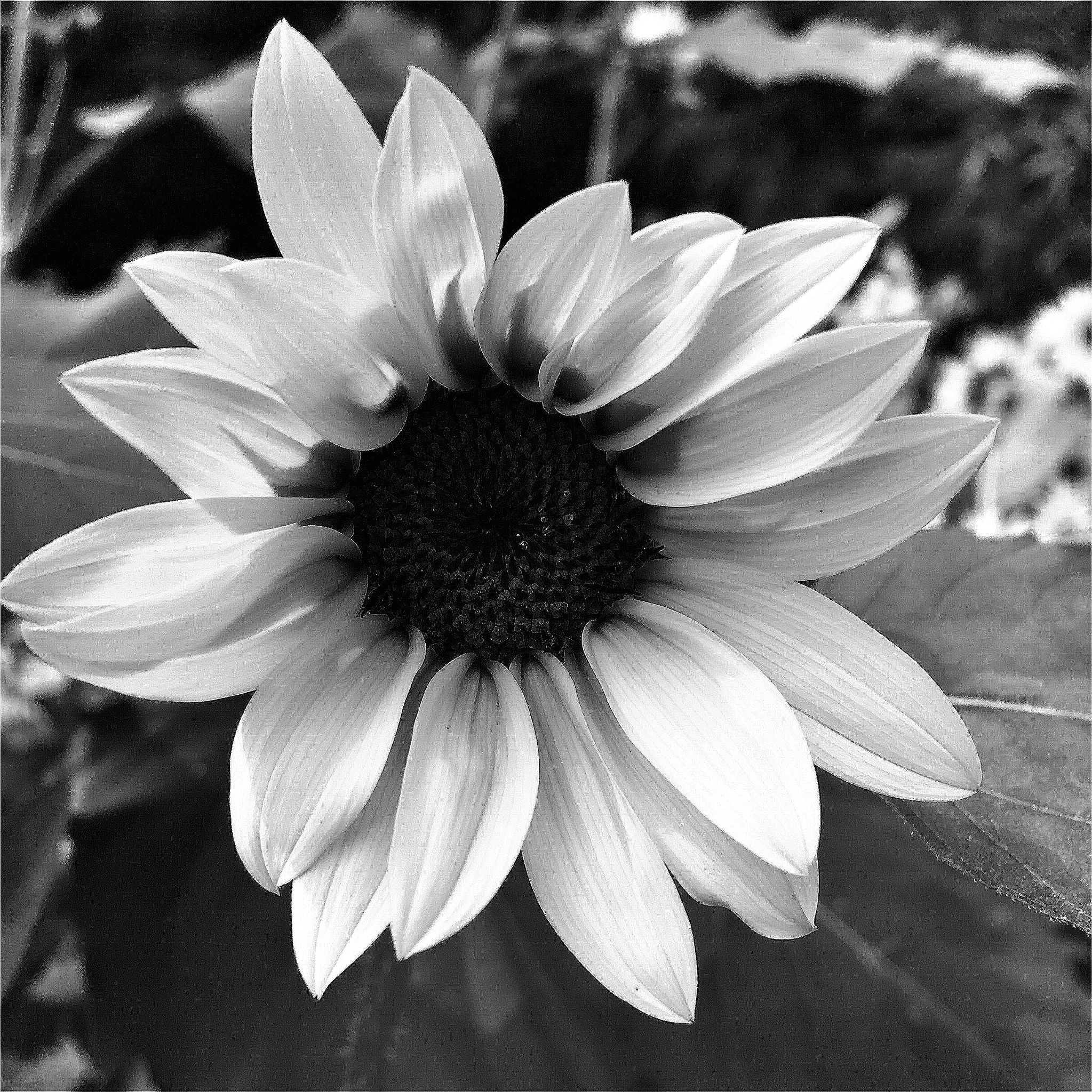 Hipstamatic 330 sample photo. Flower,no.10 photography