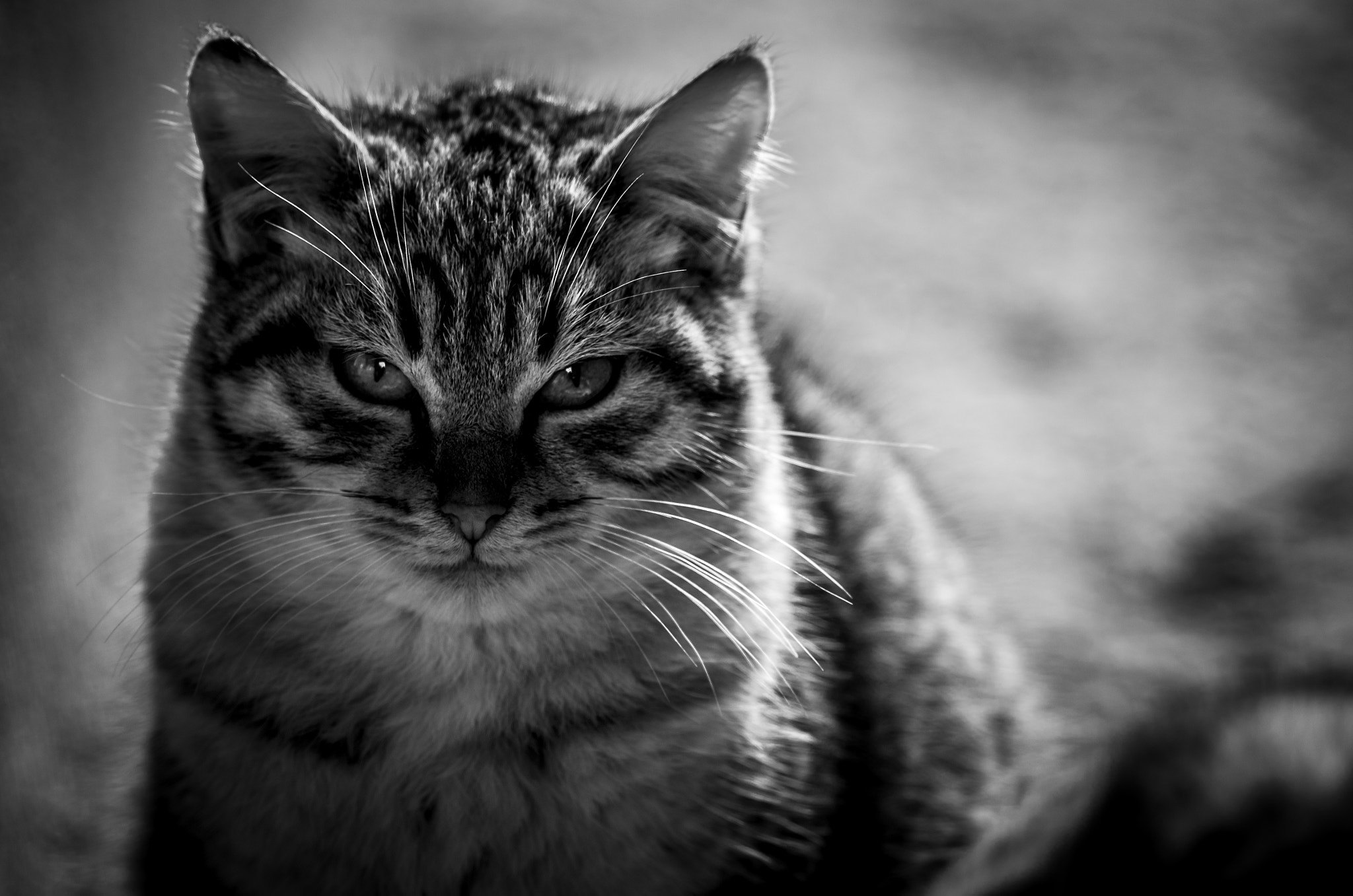 Pentax smc DA* 300mm F4.0 ED (IF) SDM sample photo. Eye of the tiny tiger photography