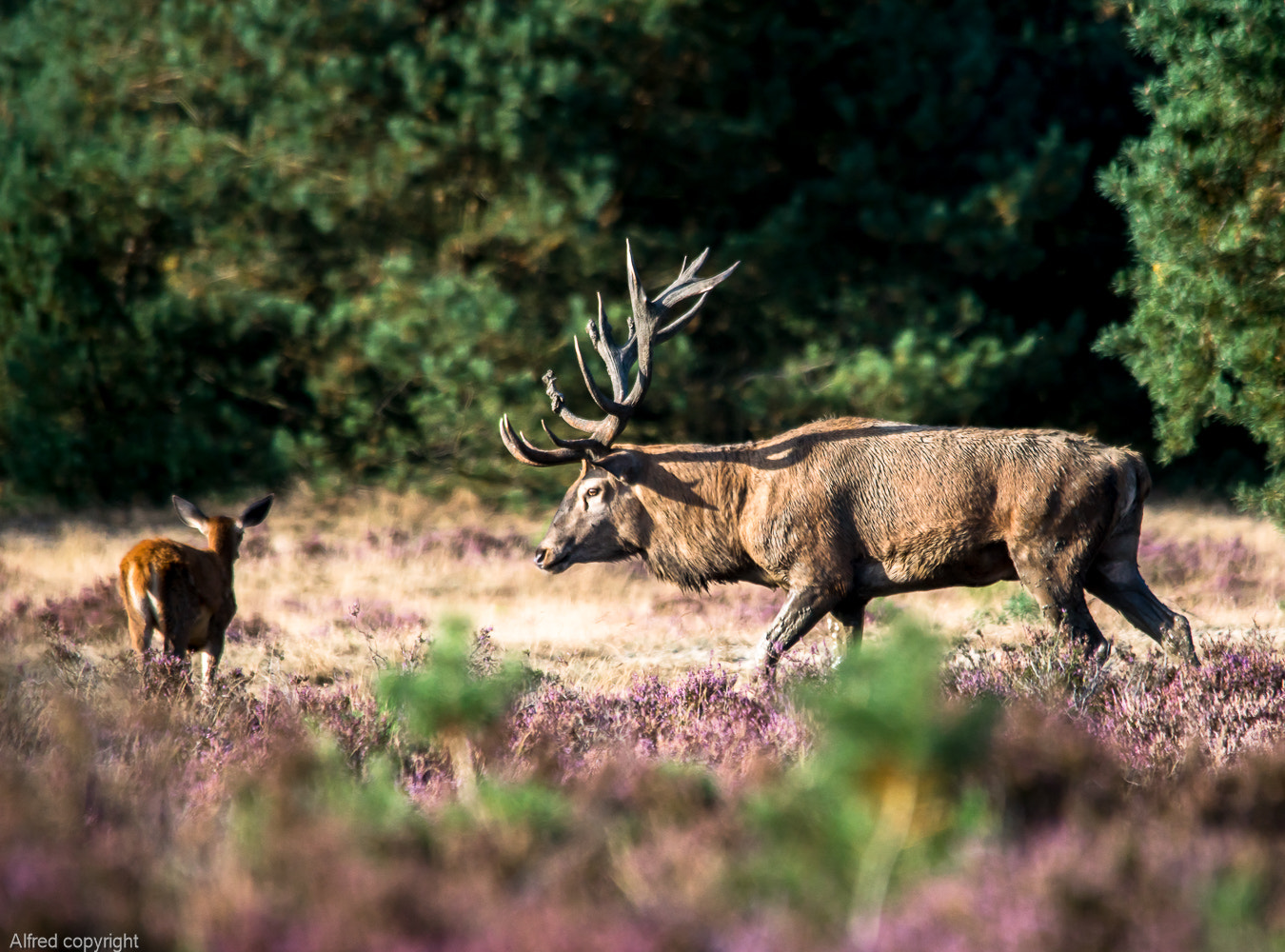 Sony ILCA-77M2 sample photo. Red deer in rutting season photography