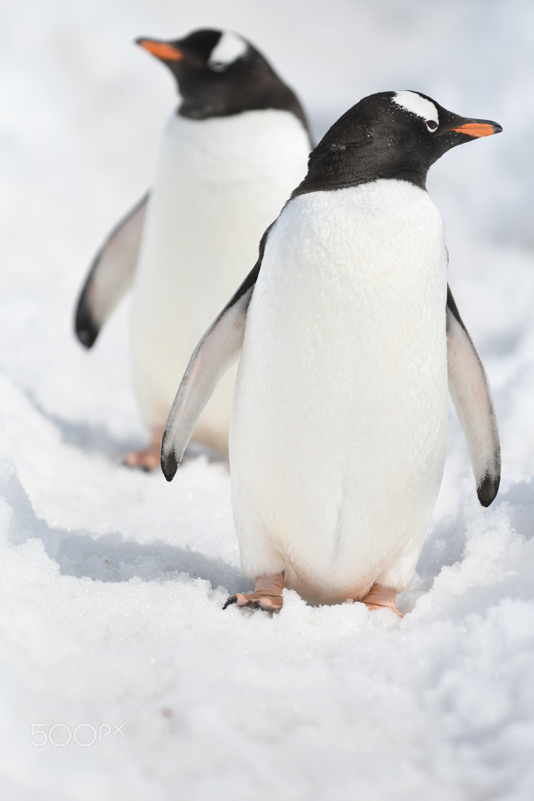 Nikon D500 sample photo. Penguins of neeko harbour antarctica photography
