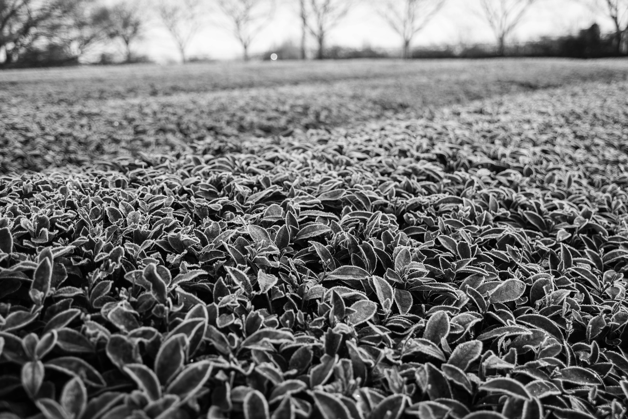 AF Zoom-Nikkor 28-105mm f/3.5-4.5D IF sample photo. Frosted tea plant photography