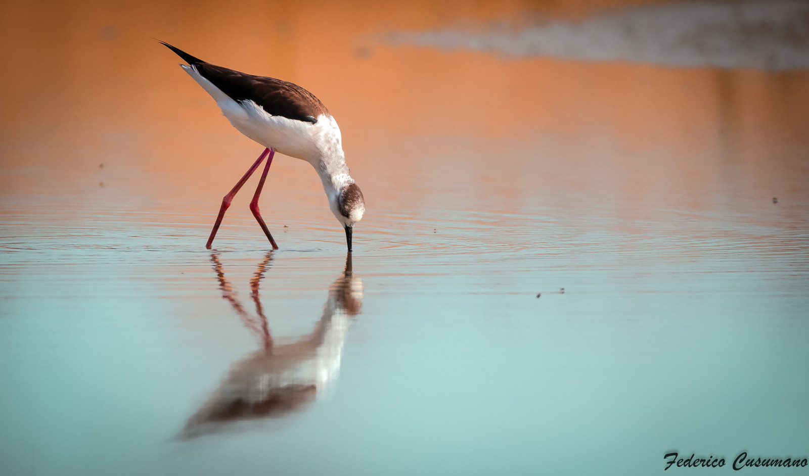 Sigma 150-600mm F5-6.3 DG OS HSM | C sample photo. Nel blu dipinto di rosso photography