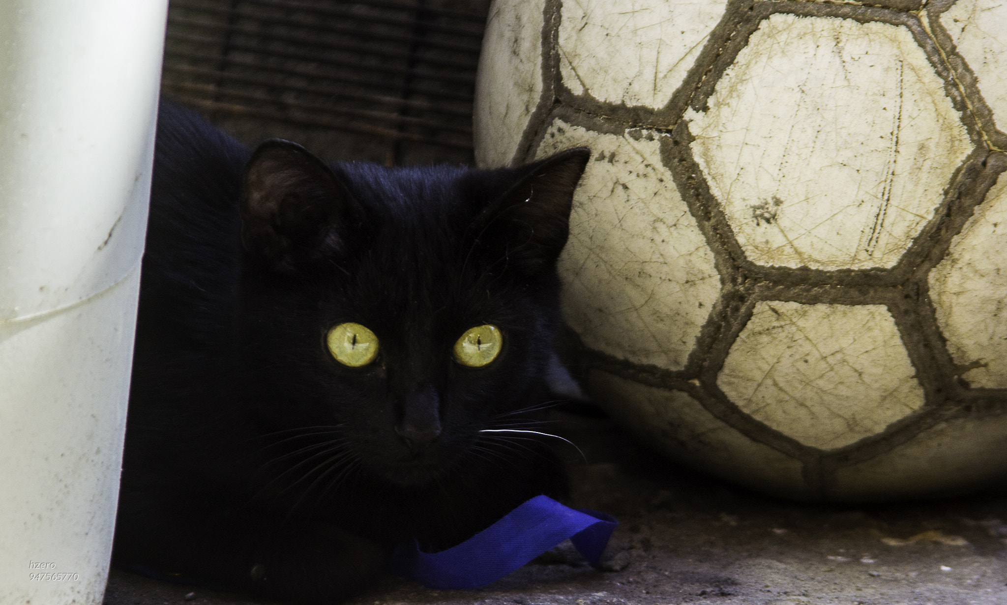 Nikon D3100 + Sigma 28-200mm F3.5-5.6 Compact Aspherical Hyperzoom Macro sample photo. Black cat and ball photography