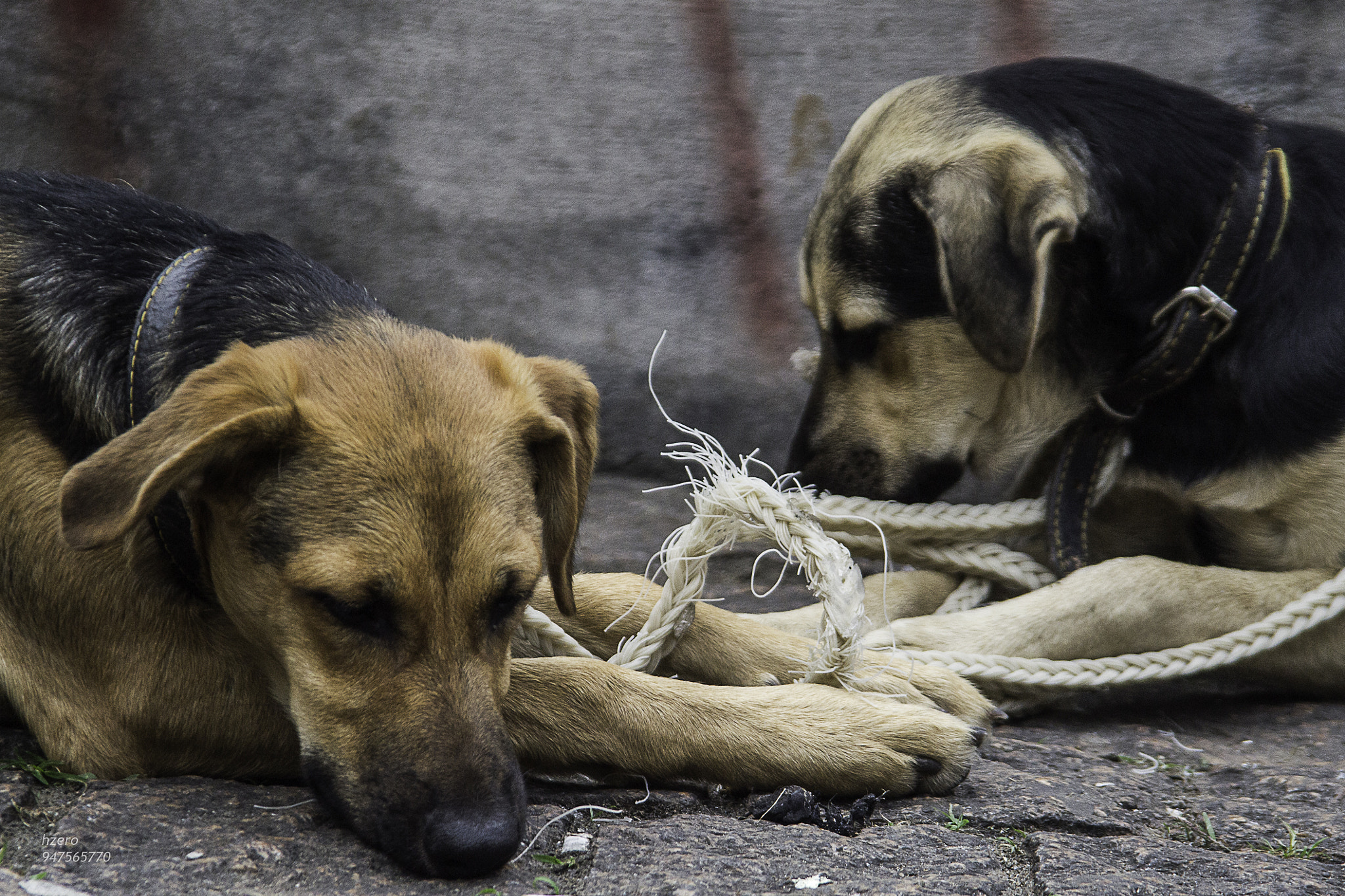 Sigma 28-200mm F3.5-5.6 Compact Aspherical Hyperzoom Macro sample photo. Dogs and the rope photography