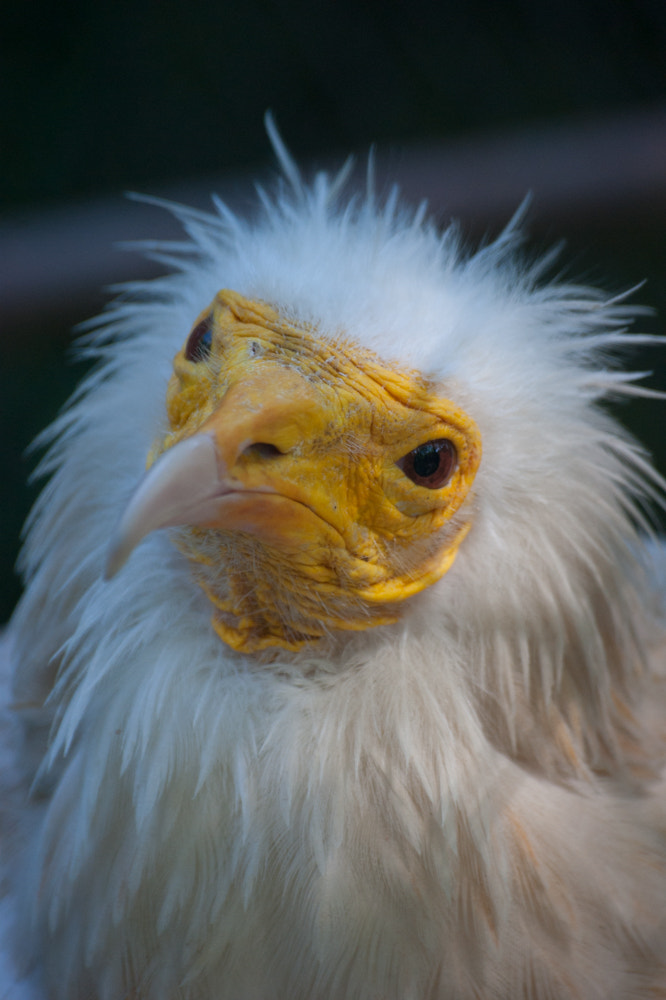 Sony Alpha DSLR-A380 sample photo. What's up? photography