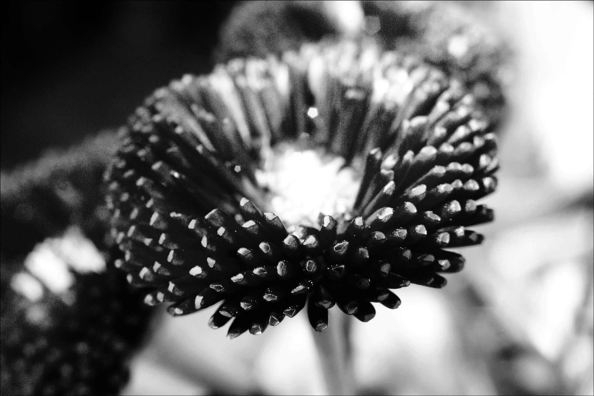 Olympus SP560UZ sample photo. Flower photography