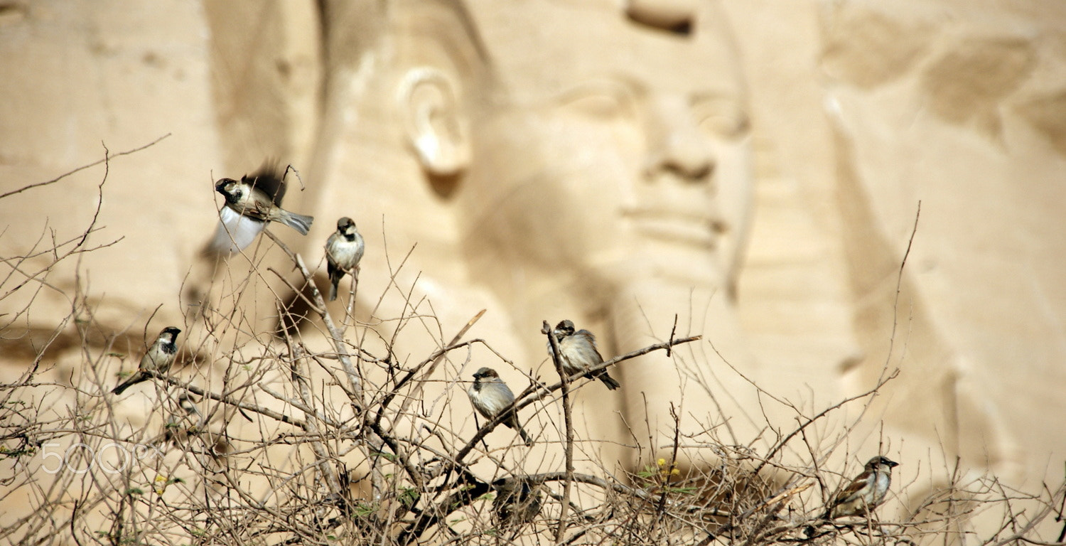 Sony Alpha DSLR-A200 + Sigma 18-200mm F3.5-6.3 DC sample photo. Birds singing in abu simbel photography
