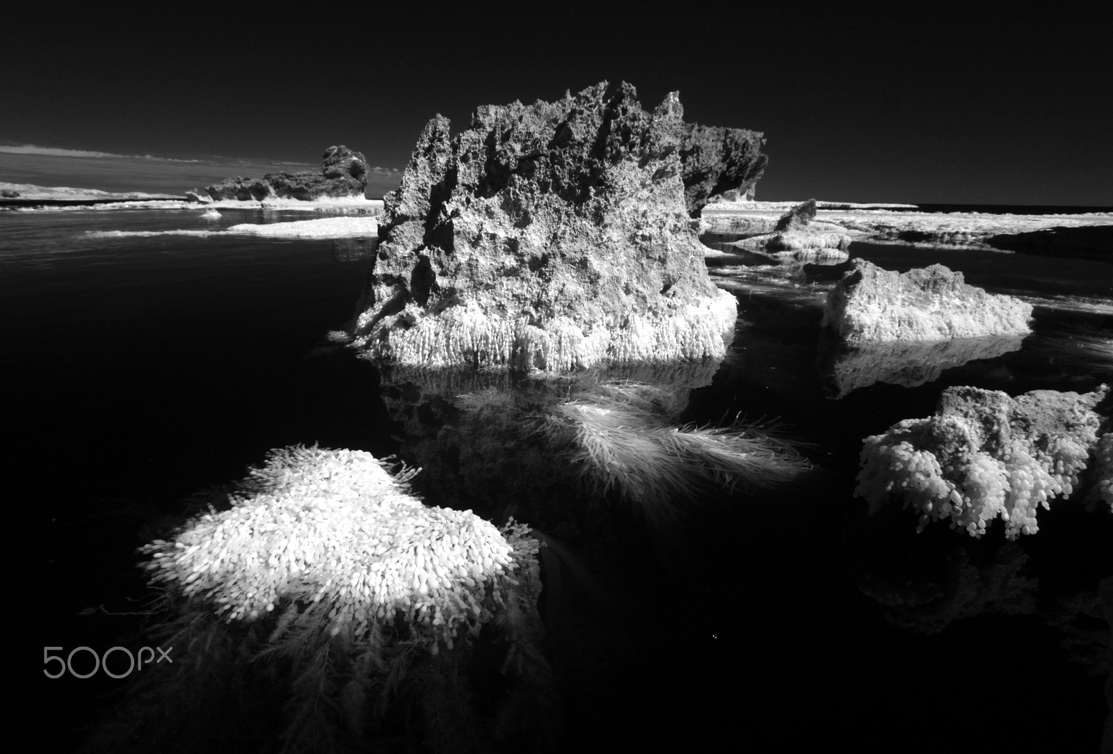 Canon EF-S 10-22mm F3.5-4.5 USM sample photo. Seaweed photography