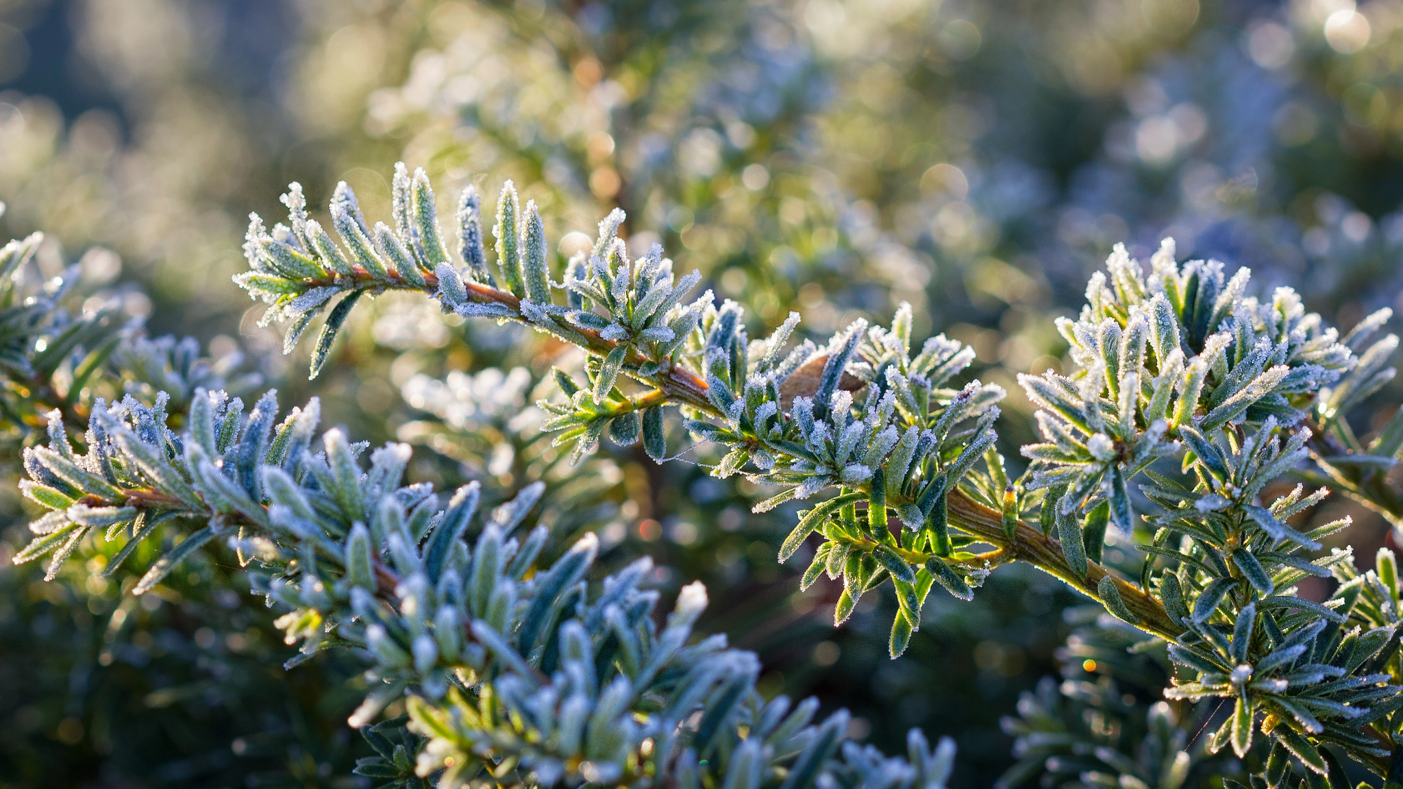 Canon EF 100mm F2.8 Macro USM sample photo. Cold winter morning ii photography