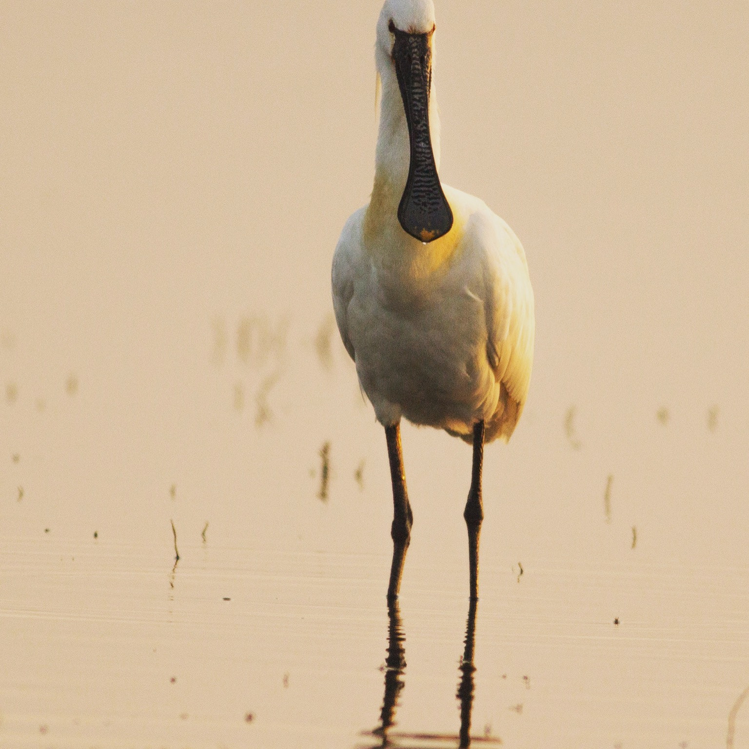 Canon EOS 600D (Rebel EOS T3i / EOS Kiss X5) + Canon EF 400mm F5.6L USM sample photo. Spoonbill photography