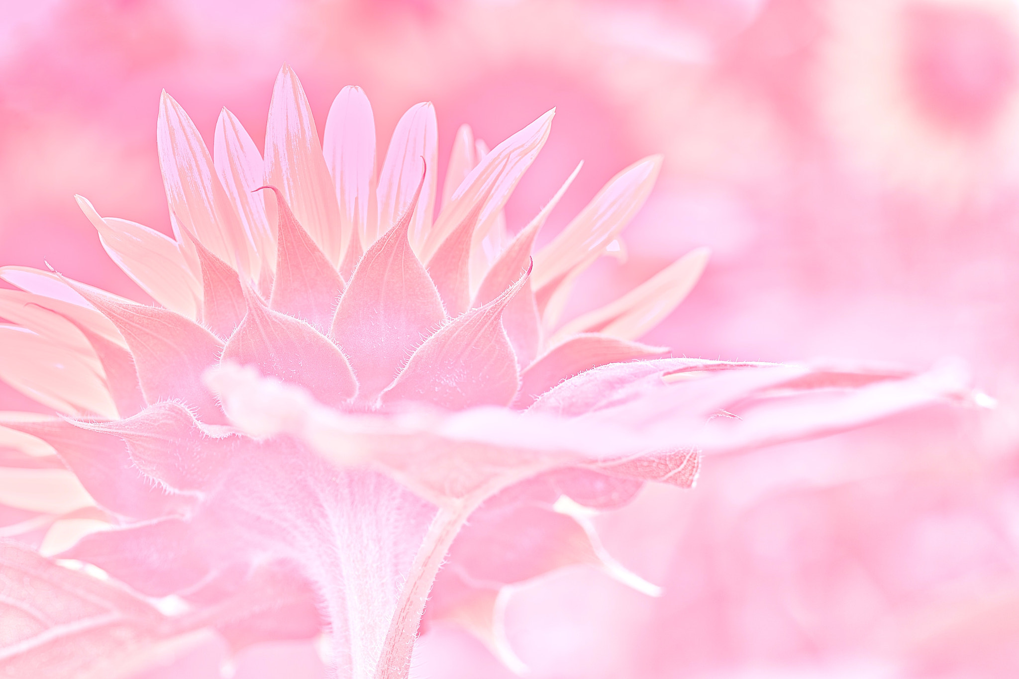 Sigma SD15 sample photo. Fumi photography