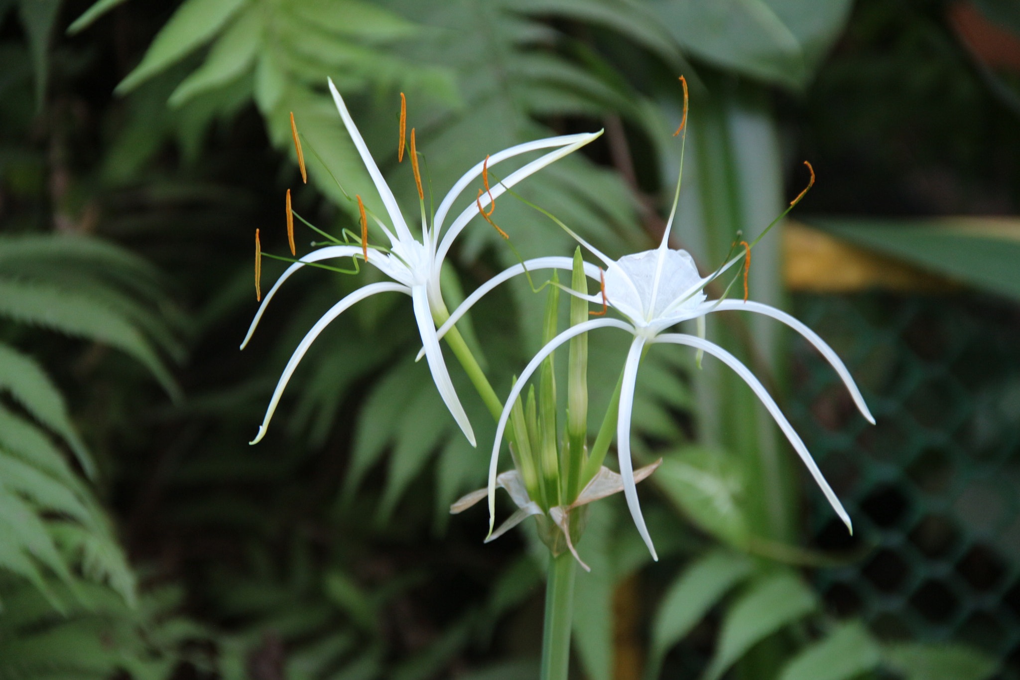 Canon EOS 650D (EOS Rebel T4i / EOS Kiss X6i) sample photo. A beautiful flower photography