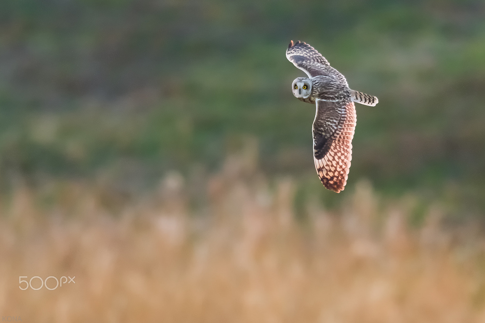 Nikon AF-S Nikkor 400mm F2.8G ED VR II sample photo. 31582990860.komimi photography