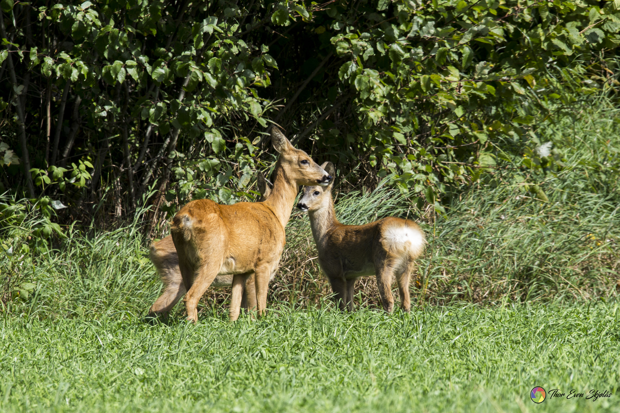 150-600mm F5-6.3 DG OS HSM | Sports 014 sample photo. Deerfamily photography