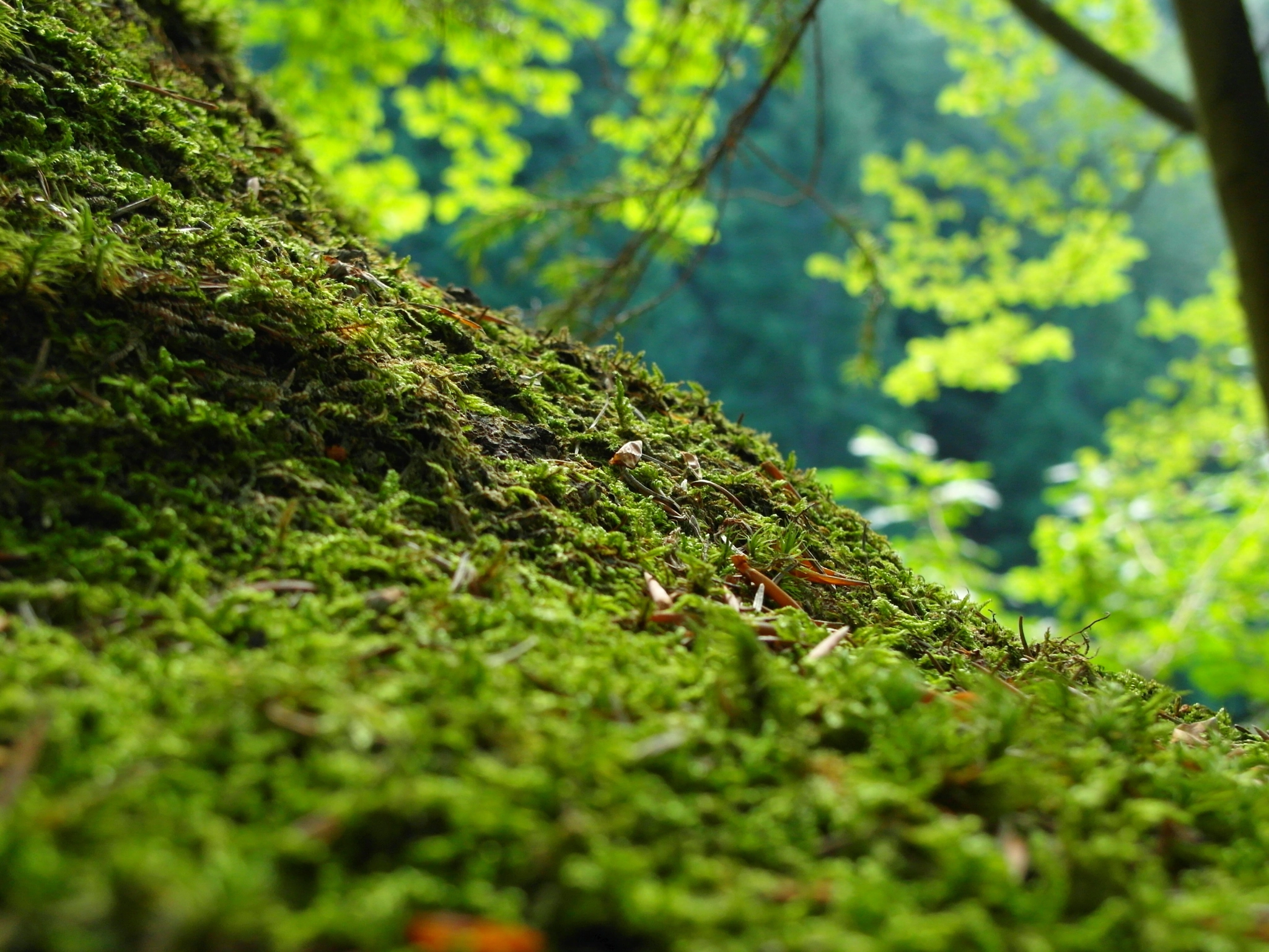 Samsung EX1 sample photo. Tree overgrown with moss photography