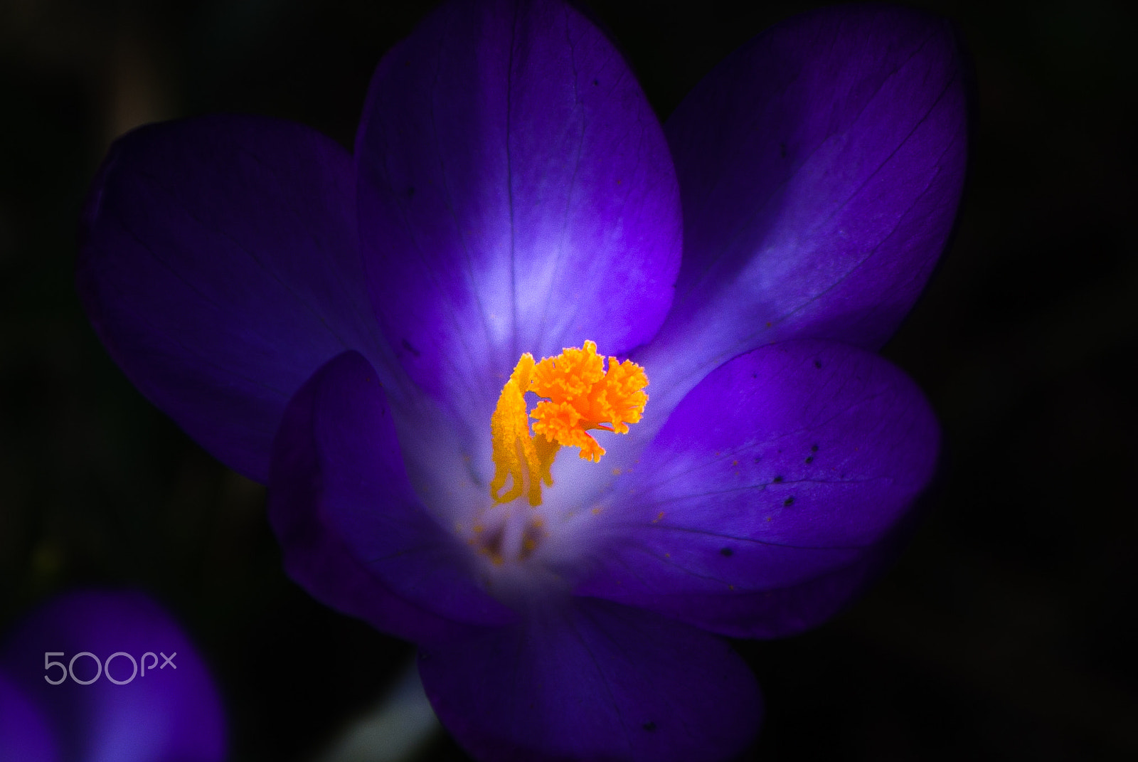 Pentax smc DA 50-200mm F4-5.6 ED sample photo. Fairy light photography