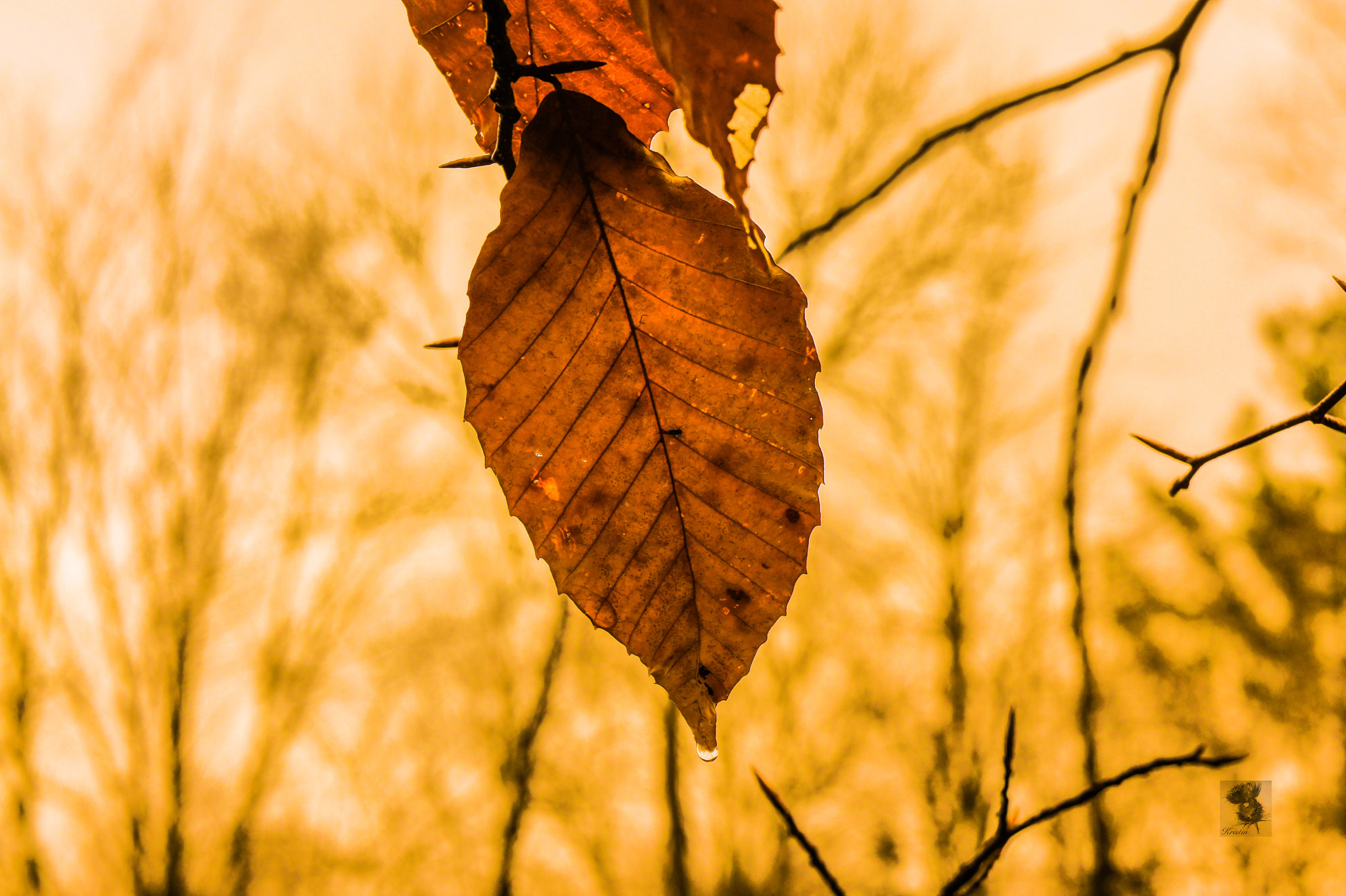Sony Alpha NEX-3 sample photo. Leaf photography