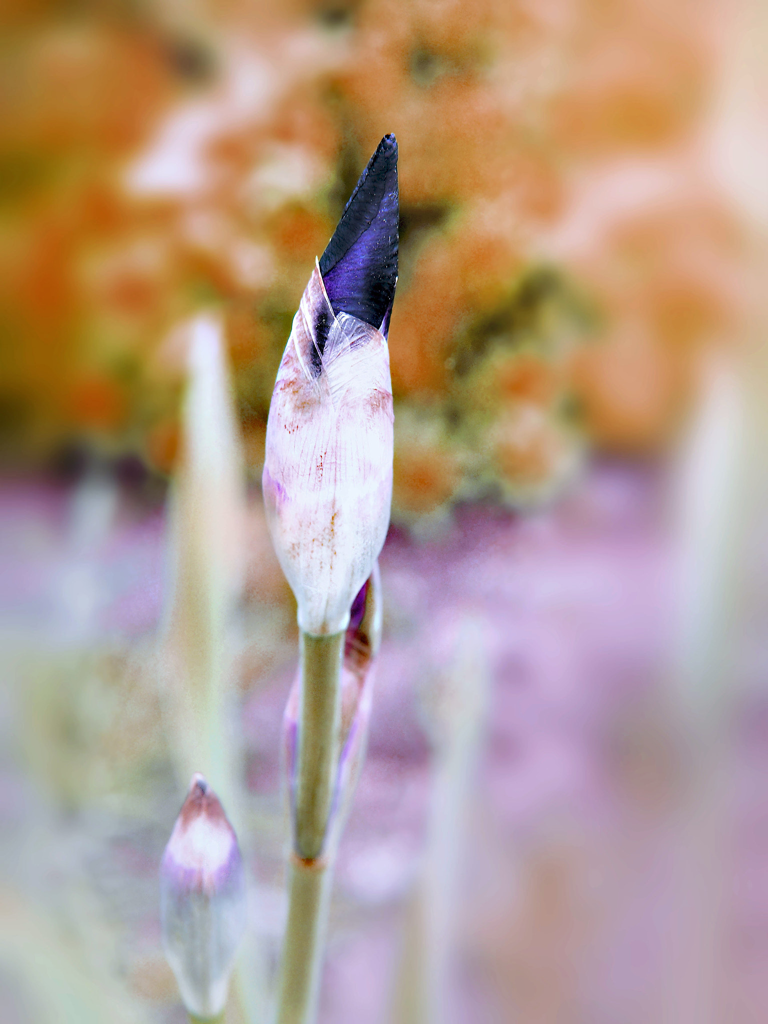 Olympus PEN E-PL5 sample photo. Iris in orange colors photography