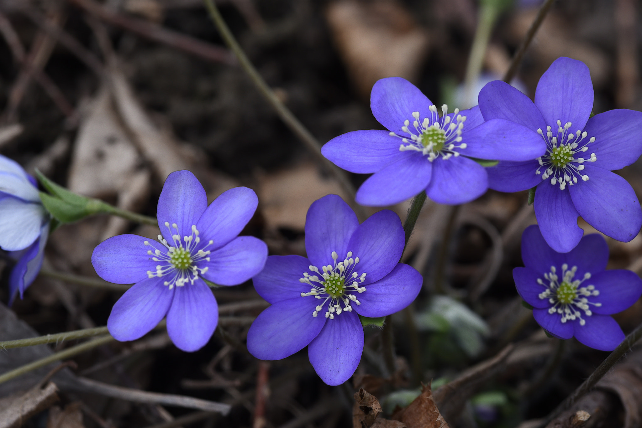 Nikon D750 + Sigma 105mm F2.8 EX DG Macro sample photo. A photography