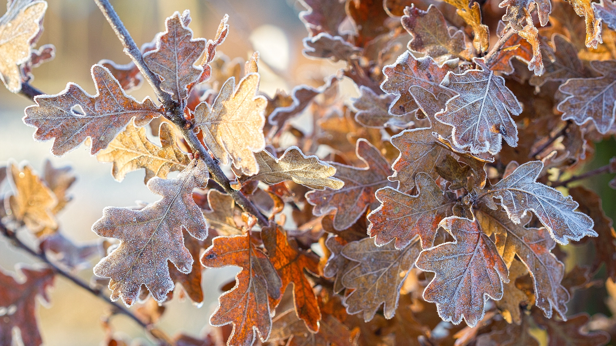 Canon EF 100mm F2.8 Macro USM sample photo. Frozen leaves photography