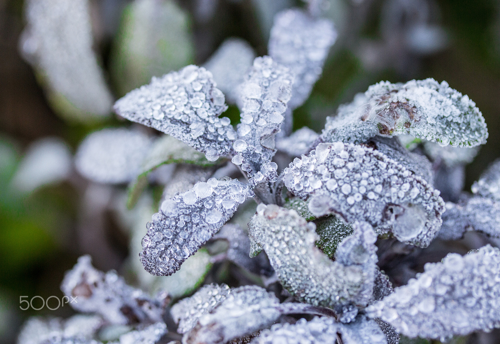 Canon EF-S 60mm F2.8 Macro USM sample photo. December nature walk photography
