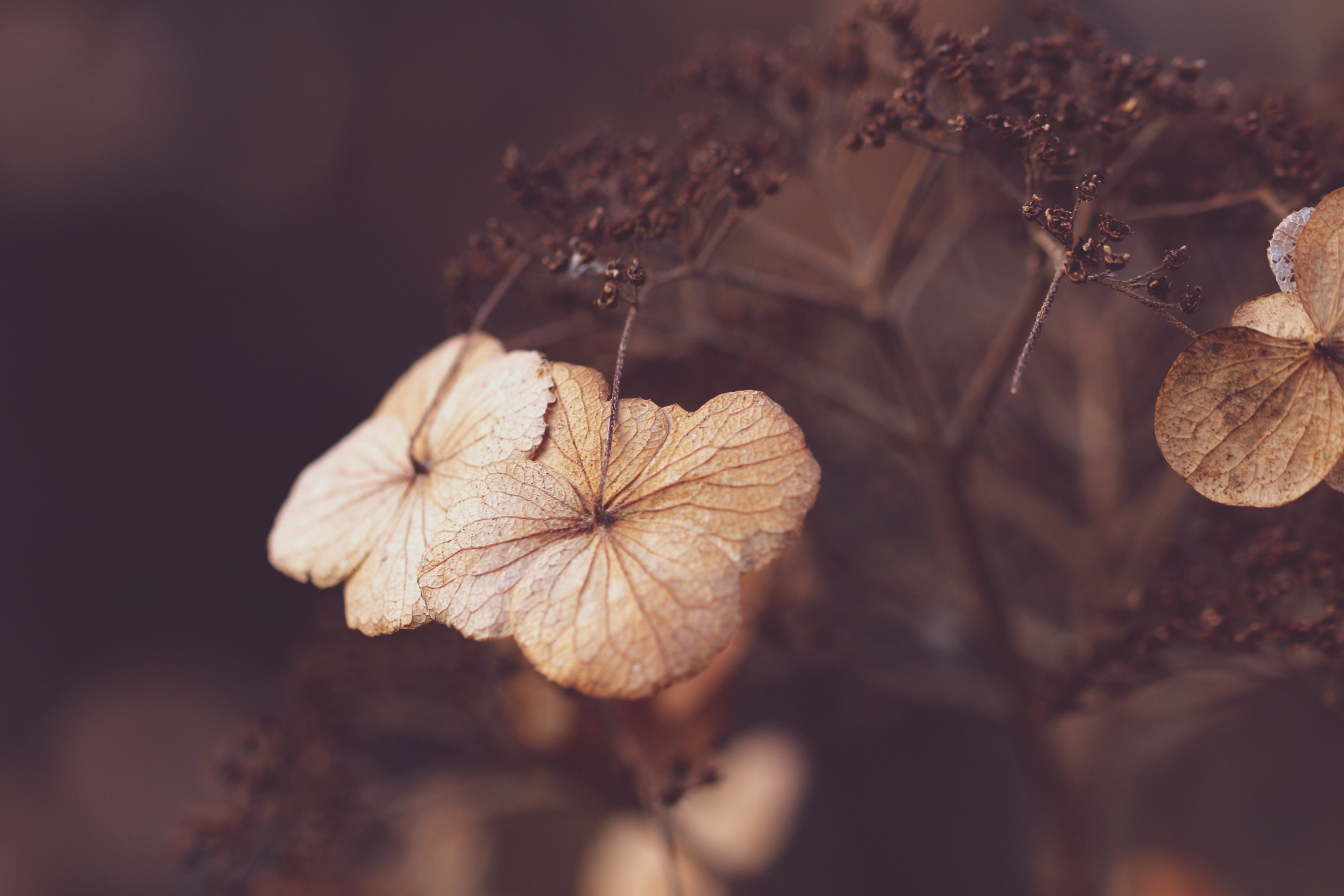Canon EF 100mm F2.8L Macro IS USM sample photo. Echoes of summer photography
