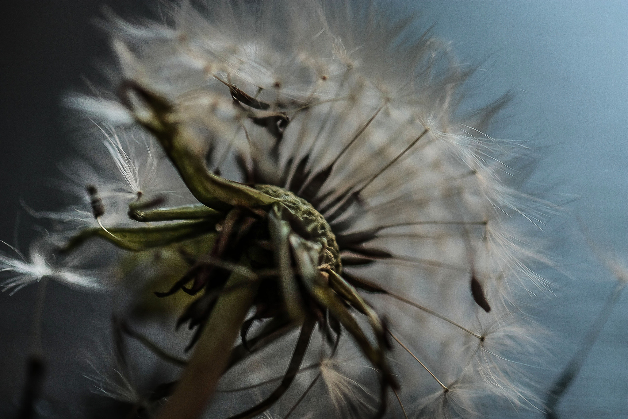 Canon EF 100mm F2.8L Macro IS USM sample photo. Img photography