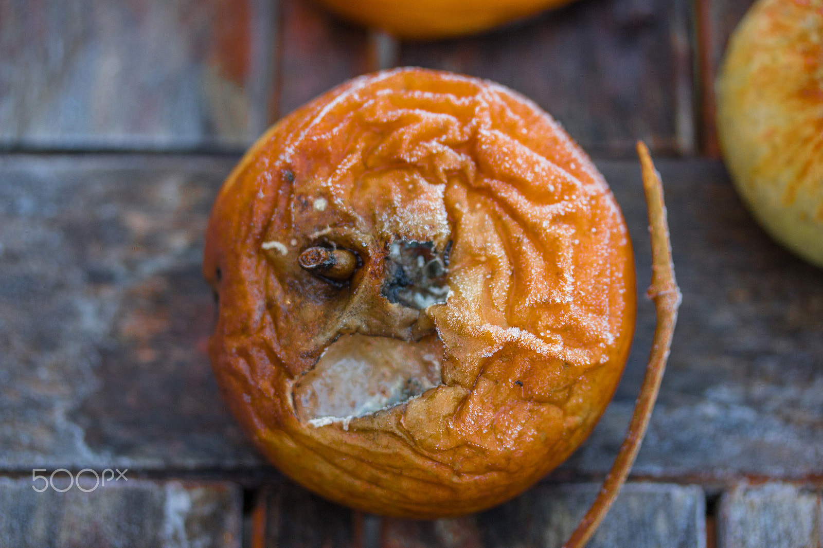 Canon EF-S 60mm F2.8 Macro USM sample photo. Naturewalkdecember photography
