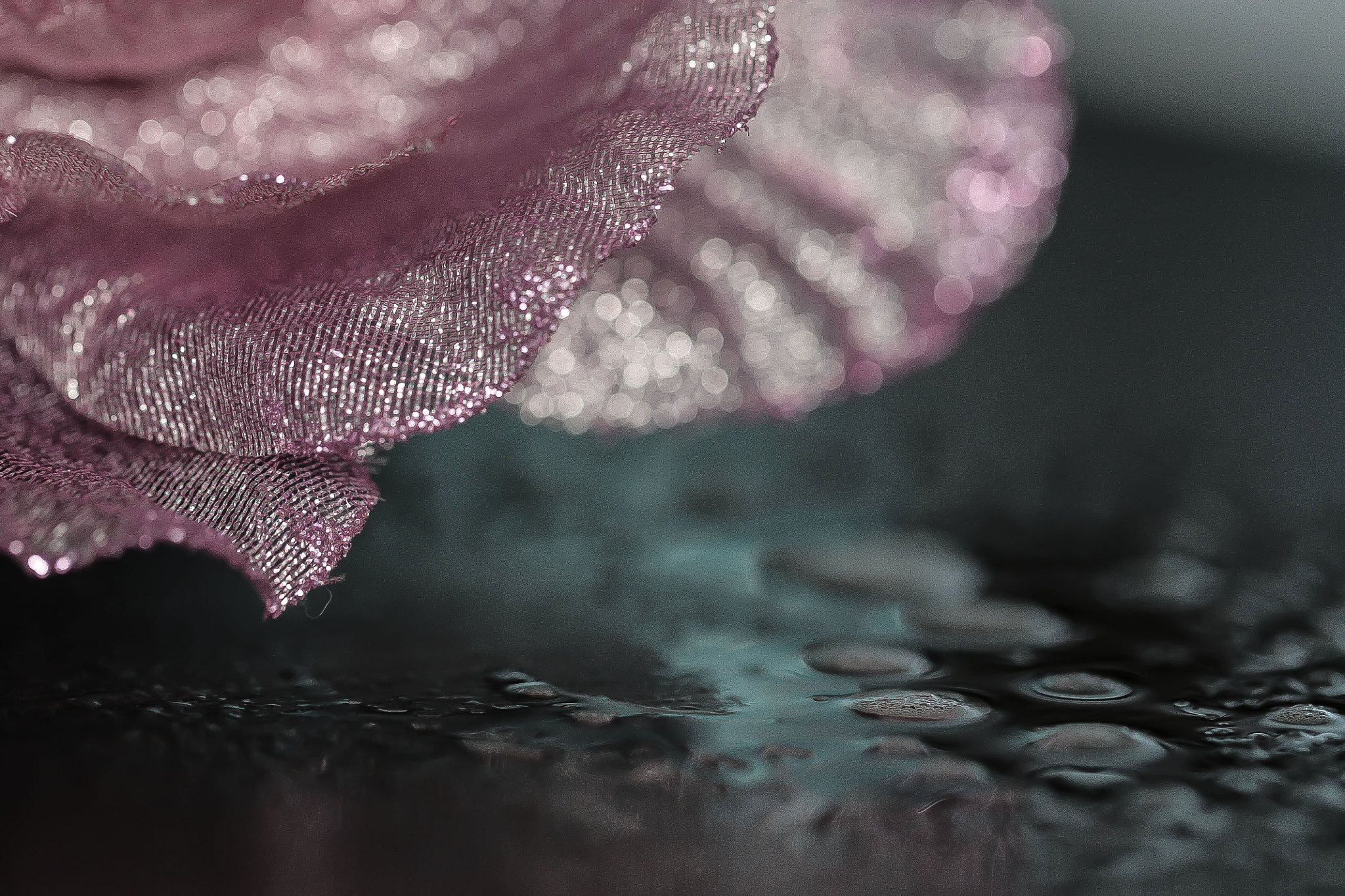 Canon EF 100mm F2.8L Macro IS USM sample photo. Img photography