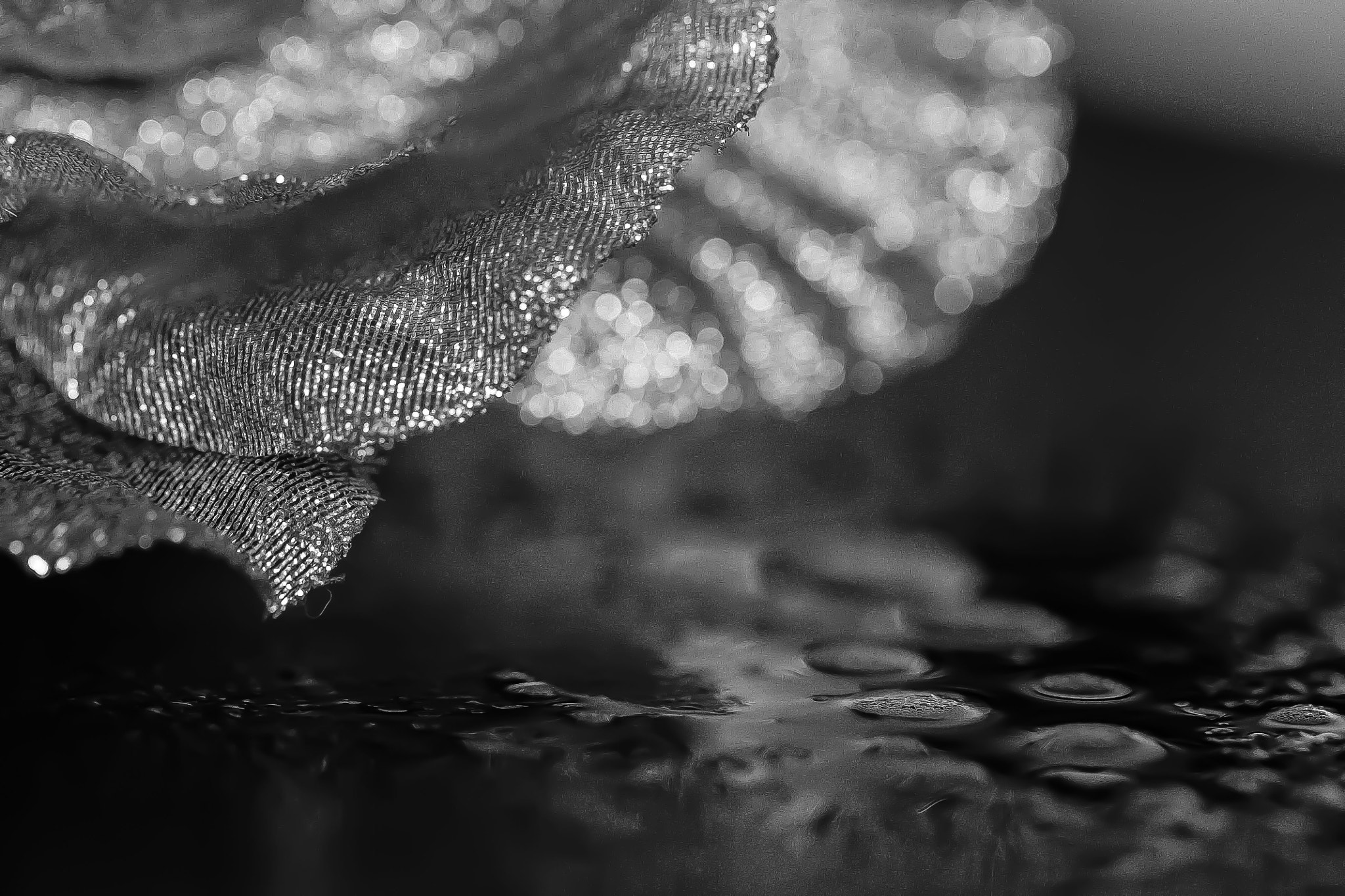 Canon EF 100mm F2.8L Macro IS USM sample photo. Jpgbw photography